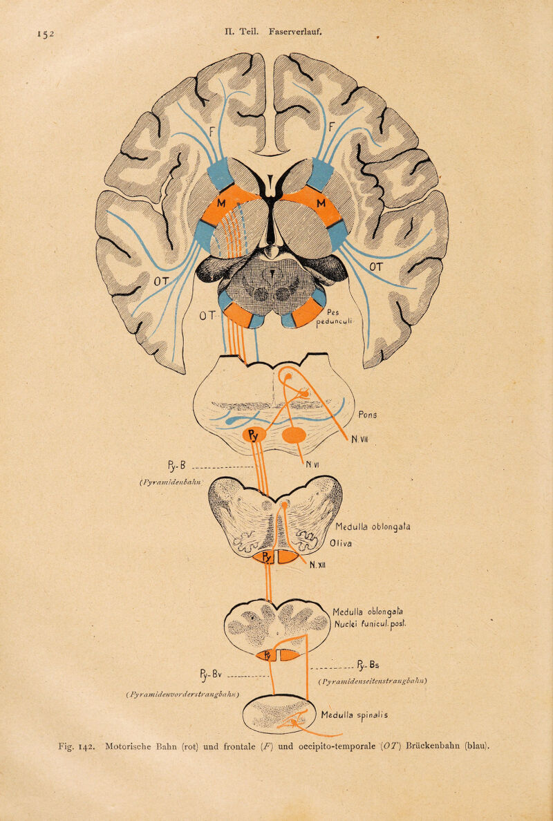 prß ( Pyramidenbahn'' N.Xll Medulla oblongata 011 va Fig. 142. Motorische Bahn (rot) und frontale (F) und occipito-temporale (OT) Brückenbahn (blau) Pons N.Vil Medulla oblongafa Nuclei Punicu/. posb ( Pyramidenvorderstrangbahn ) _Py- Bs (ryramidenseitenstrangbahn)