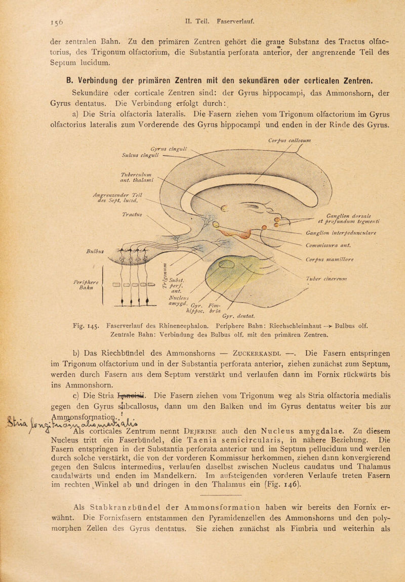 der zentralen Bahn. Zu den primären Zentren gehört die graue Substanz des Tractus olfac- torius, des Trigonum olfactorium, die Substantia perforata anterior, der angrenzende Teil des Septum lucidum. B. Verbindung der primären Zentren mit den sekundären oder corticalen Zentren. Sekundäre oder corticale Zentren sind: der Gyrus hippocampi, das Ammonshorn, der Gyrus dentatus. Die Verbindung erfolgt durch: a) Die Stria olfactoria lateralis. Die-Fasern ziehen vom Trigonum olfactorium im Gyrus olfactorius lateralis zum Vorderende des Gyrus hippocampi und enden in der Rinde des Gyrus. Corpus callosum Angrenzender Teil des Sept. hicid. Periphere Bahn hippoc. bria Gyr. dentat. Tuberculum ant. thalami Tractus B?ilbus Ganglion dorsale et profundum tegmen ti Ganglion interpedunculare Commissura ant. Corpus mamillare Tuber cinereum Gyrus cinguli Sulcus cinguli Fig. 145. Faserverlauf des Rhinencephalon. Periphere Bahn: Riechschleimhaut —Bulbus olf. Zentrale Bahn: Verbindung des Bulbus olf. mit den primären Zentren. b) Das Riechbündel des Ammonshorns — Zuckerkandl —. Die Fasern entspringen im Trigonum olfactorium und in der Substantia perforata anterior, ziehen zunächst zum Septum, werden durch Fasern aus dem Septum verstärkt und verlaufen dann im Fornix rückwärts bis ins Ammonshorn. c) Die Stria Ifrft-ebw. Die Fasern ziehen vom Trigonum weg als Stria olfactoria medialis gegen den Gyrus slibcallosus, dann um den Balken und im Gyrus dentatus weiter bis zur Amnjonsformation..' . . *v\A* D-a. O-Ayvv oXnä /w\jÄaT>v GJaj* 4 'Als corticales Zentrum nennt Dejerine auch den Nucleus amygdalae. Zu diesem Nucleus tritt ein Faserbündel, die Taenia semicircularis, in nähere Beziehung. Die Fasern entspringen in der Substantia perforata anterior und im Septum pellucidum und werden durch solche verstärkt, die von der vorderen Kommissur herkommen, ziehen dann konvergierend gegen den Sulcus intermedius, verlaufen daselbst zwischen Nucleus caudatus und Thalamus caudalwärts und enden im Mandelkern. Im aufsteigenden vorderen Verlaufe treten Fasern im rechten Winkel ab und dringen in den Thalamus ein (Fig. 146). Als Stabkranzbündel der Ammonsformation haben wir bereits den Fornix er¬ wähnt. Die Fornixfasern entstammen den Pyramidenzellen des Ammonshorns und den poly¬ morphen Zellen des Gyrus dentatus. Sie ziehen zunächst als Fimbria und weiterhin als
