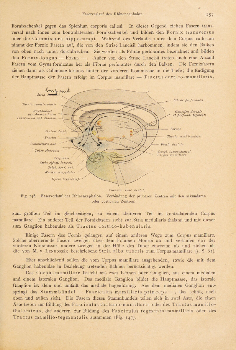 Fornixschenkel gegen das Splenium corporis callosi. In dieser Gegend ziehen Fasern trans¬ versal nach innen zum kontralateralen Fornixschenkel und bilden den Fornix transversus oder die Commissura hippocampi. Während des Verlaufes unter dem Corpus callosum nimmt der Fornix Fasern auf, die von den Striae Lancisii herkommen, indem sie den Balken von oben nach unten durchbrechen. Sie werden als Fibrae perforantes bezeichnet und bilden den Fornix-longus — Forel —. Außer von den Striae Lancisii treten auch eine Anzahl t Fasern vom Gyrus fornicatus her als Fibrae perforantes durch den Balken. Die Fornixfasern ziehen dann als Columnae fornicis hinter der vorderen Kommissur in die l iefe; die Endigung der Hauptmasse der Fasern erfolgt im Corpus mamillare — Tr actus cortico-mamillaris, /vuuK S^ria ^ Ganglion dorsale et profund. tegmenti Septum lucid Tractus Commissura ant. Tuber cinereum Fibrae perforantes Fornix Taenia semicircular is Fascia dentata Gangl. i?iterpeduncul. Corpus mamillare Taenia semicircularis Riechbündel des Amnionshorns Tuberculum ant. thalami Gyrus hippocampi Trigonum Stria olfact. lateral. Subst. perf. ant. Nucleus amygdalae Fimbria Fase, dentat. Fig. 146. Faserverlauf des Rhinencephalon. Verbindung der primären Zentren mit den sekundären oder corticalen Zentren, ) zum größten Teil im gleichzeitigen, zu einem kleineren Teil im kontralateralen Corpus mamillare. Ein anderer Teil der Fornixfasern zieht zur Stria medullaris thalami und mit dieser zum Ganglion habenulae als Tractus cortico-habenularis. Einige Fasern des Fornix gelangen auf einem anderen Wege zum Corpus mamillare. Solche aberrierende Fasern zweigen über dem Foramen Monroi ab und verlaufen vor der vorderen Kommissur, andere zweigen in der Höhe des Tuber cinereum ab und ziehen als die von M. v. Lenhossek beschriebene Stria alba tuberis zum Corpus mamillare (s. S. 62). Hier anschließend sollen die vom Corpus mamillare ausgehenden, sowie die mit dem Ganglion habenulae in Beziehung tretenden Bahnen berücksichtigt werden. Das Corpus mamillare besteht aus zwei Kernen oder Ganglien, aus einem medialen und einem lateralen Ganglion. Das mediale Ganglion bildet die Hauptmasse, das laterale Ganglion ist klein und umfaßt das mediale bogenförmig. Aus dem medialen Ganglion ent¬ springt das Stammbündel — Fasciculus mamillaris princeps —, das schräg nach oben und außen zieht. Die Fasern dieses Stammbündels teilen sich in zwei Äste, die einen Äste treten zur Bildung des Fasciculus thalamo-mamillaris oder des Tractus mamillo- thalamicus, die anderen zur Bildung des Fasciculus tegmento-mamillaris oder des Tractus mamillo-tegmentalis zusammen (Fig. 147).
