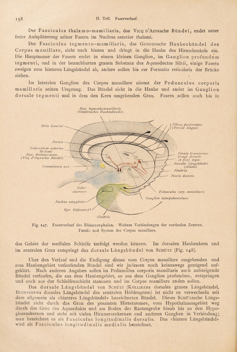 Der Fasciculus thala m o-mamillaris, das Vicq D’AzYRsche Bündel, endet unter freier Aufsplitterung seiner Fasern im Nucleus anterior thalami. Der Fasciculus tegmen to-mamillaris, das GuDDENsche Haubenbündel des Corpus mamillare, zieht nach hinten und dringt in die Haube des Hirnschenkels ein. Die Hauptmasse der Fasern endet in einem kleinen Ganglion, im Ganglion profundum tegmenti, und in der benachbarten grauen Substanz des Aquaeductus Silvii, einige Fasern zweigen zum hinteren Längsbündel ab, andere sollen bis zur Formatio reticularis der Brücke ziehen. * Im lateralen Ganglion des Corpus mamillare nimmt der Pedunculus corporis mamillaris seinen Ursprung. Das Bündel zieht in die Haube und endet im Ganglion dorsale tegmenti und in dem den Kern umgebenden Grau. Fasern sollen auch bis in Fase, tegmento-mamillaris (Gnddensches Haubenbündel) Fig. 147. Faserverlauf des Rhinencephalon. Weitere Verbindungen der corticalen Zentren. Fornix und System des Corpus mamillare. das Gebiet der medialen Schleife verfolgt werden können. Im dorsalen Haubenkern und im zentralen Grau entspringt das dorsale Längsbündel von Schütz (Fig. 148). Über den Verlauf und die Endigung dieser vom Corpus mamillare ausgehenden und zum Haubengebiet verlaufenden Bündel sind wir indessen noch keineswegs genügend auf¬ geklärt. Nach anderen Angaben sollen im Pedunculus corporis mamillaris auch aufsteigende Bündel verlaufen, die aus dem Haubengebiet, so aus dem Ganglion profundum, entspringen und auch aus der Schleifenschicht stammen und im Corpus mamillare enden sollen. Das dorsale Längsbündel von Schütz (Köllikers dorsales graues Längsbündel, Bechterews dorsales Längsbündel des zentralen Höhlengraus) ist nicht zu verwechseln mit dem allgemein als »hinteres Längsbündel« bezeichneten Bündel. Dieses ScHÜTZsche Längs¬ bündel zieht durch das Grau des gesamten Hirnstammes, vom Hypothalamusgebiet weg durch das Grau des Aquaedukts und am Boden der Rautengrube hinab bis zu den Hypo- glossuskernen und steht mit vielen Hirnnervenkernen und anderen Ganglien in Verbindung; man bezeichnet es als Fasciculus longitudinalis dorsalis. Das »hintere Längsbündel« wird als Fasciculus longitudinalis medialis bezeichnet.