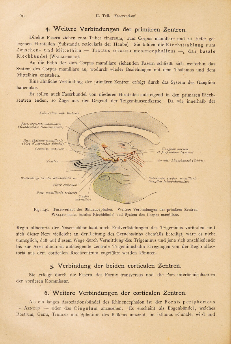4. Weitere Verbindungen der primären Zentren. Direkte Fasern ziehen zum Tuber cinereum, zum Corpus mamillare und zu tiefer ge- legenen Hirnteilen (Substantia reticularis der Haube). Sie bilden die Riechstrahlung zum Zwischen- und Mittelhirn — Tractus olfacto-mesencephalicus —, das basale Riechbündel (Wallenberg). An die Bahn der zum Corpus mamillare ziehenden Fasern schließt sich weiterhin das System des Corpus mamillare an, wodurch wieder Beziehungen mit dem Thalamus und dem Mittelhirn entstehen. Eine ähnliche Verbindung der primären Zentren erfolgt durch das System des Ganglion habenulae. •- Es sollen auch Faserbündel von niederen Hirnteilen aufsteigend in den primären Riech¬ zentren enden, so Züge aus der Gegend der Trigeminusendkerne. Da wir innerhalb der Fig. 149. Faserverlauf des Rhmencephalon. Weitere Verbindungen der primären Zentren. Wallenbergs basales Riechbündel und System des Corpus mamillare. Regio olfactoria der Nasenschleimhaut auch Endverästelungen des Trigeminus vorfinden und sich dieser Nerv vielleicht an der Leitung des Geruchssinns ebenfalls beteiligt, wäre es nicht unmöglich, daß auf diesem Wege durch Vermittlung des Trigeminus und jene sich anschließende bis zur Area olfactoria aufsteigende zentrale Trigeminusbahn Erregungen von der Regio olfac¬ toria aus dem corticalen Riechzentrum zugeführt werden könnten. 5. Verbindung der beiden corticalen Zentren. Sie erfolgt durch die Fasern des Fornix transversus und die Pars interhemisphaerica der vorderen Kommissur. 6. Weitere Verbindungen der corticalen Zentren. Als ein langes Assoziationsbündel des Rhinencephalon ist der Fornix periphericus —- Arnold — oder das Cingulum anzusehen. Es erscheint als Bogenbündel, welches Rostrum, Genu, Truncus und Splenium des Balkens umzieht, im Isthmus schmäler wird und