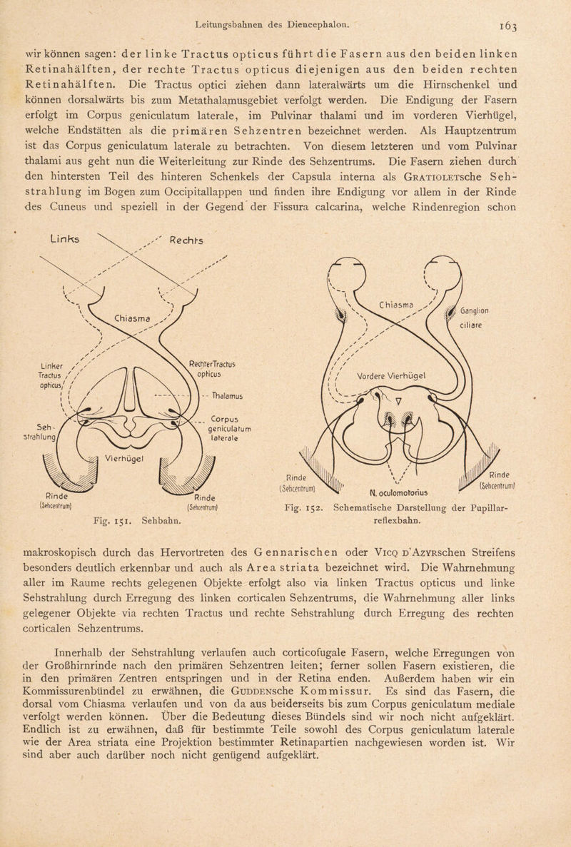 wir können sagen: der linke Tractus opticus führt die Fasern aus den beiden linken Retinahälften, der rechte Tractus opticus diejenigen aus den beiden rechten Retinahälften. Die Tractus optici ziehen dann lateralwärts um die Hirnschenkel und können dorsalwärts bis zum Metathalamusgebiet verfolgt werden. Die Endigung der Fasern erfolgt im Corpus geniculatum laterale, im Pulvinar thalami und im vorderen Vierhügel, welche Endstätten als die primären Sehzentren bezeichnet werden. Als Hauptzentrum ist das Corpus geniculatum laterale zu betrachten. Von diesem letzteren und vom Pulvinar thalami aus geht nun die Weiterleitung zur Rinde des Sehzentrums. Die Fasern ziehen durch den hintersten Teil des hinteren Schenkels der Capsula interna als GRATiOLETSche Seh- strahlung im Bogen zum Occipitallappen und finden ihre Endigung vor allem in der Rinde des Cuneus und speziell in der Gegend der Fissura calcarina, welche Rindenregion schon Fig. 152. Schematische Darstellung der Pupillar- reflexbahn. makroskopisch durch das Hervortreten des Gennarischen oder Vicq D’AzYRSchen Streifens besonders deutlich erkennbar und auch als Area striata bezeichnet wird. Die Wahrnehmung aller im Raume rechts gelegenen Objekte erfolgt also via linken Tractus opticus und linke Sehstrahlung durch Erregung des linken corticalen Sehzentrums, die Wahrnehmung aller links gelegener Objekte via rechten Tractus und rechte Sehstrahlung durch Erregung des rechten corticalen Sehzentrums. Innerhalb der Sehstrahlung verlaufen auch corticofugale Fasern, welche Erregungen von der Großhirnrinde nach den primären Sehzentren leiten; ferner sollen Fasern existieren, die in den primären Zentren entspringen und in der Retina enden. Außerdem haben wir ein Kommissurenbündel zu erwähnen, die GuDDENsche Kommissur. Es sind das Fasern, die dorsal vom Chiasma verlaufen und von da aus beiderseits bis zum Corpus geniculatum mediale verfolgt werden können. Über die Bedeutung dieses Bündels sind wir noch nicht aufgeklärt. Endlich ist zu erwähnen, daß für bestimmte Teile sowohl des Corpus geniculatum laterale wie der Area striata eine Projektion bestimmter Retinapartien nach ge wiesen worden ist. Wir sind aber auch darüber noch nicht genügend aufgeklärt.