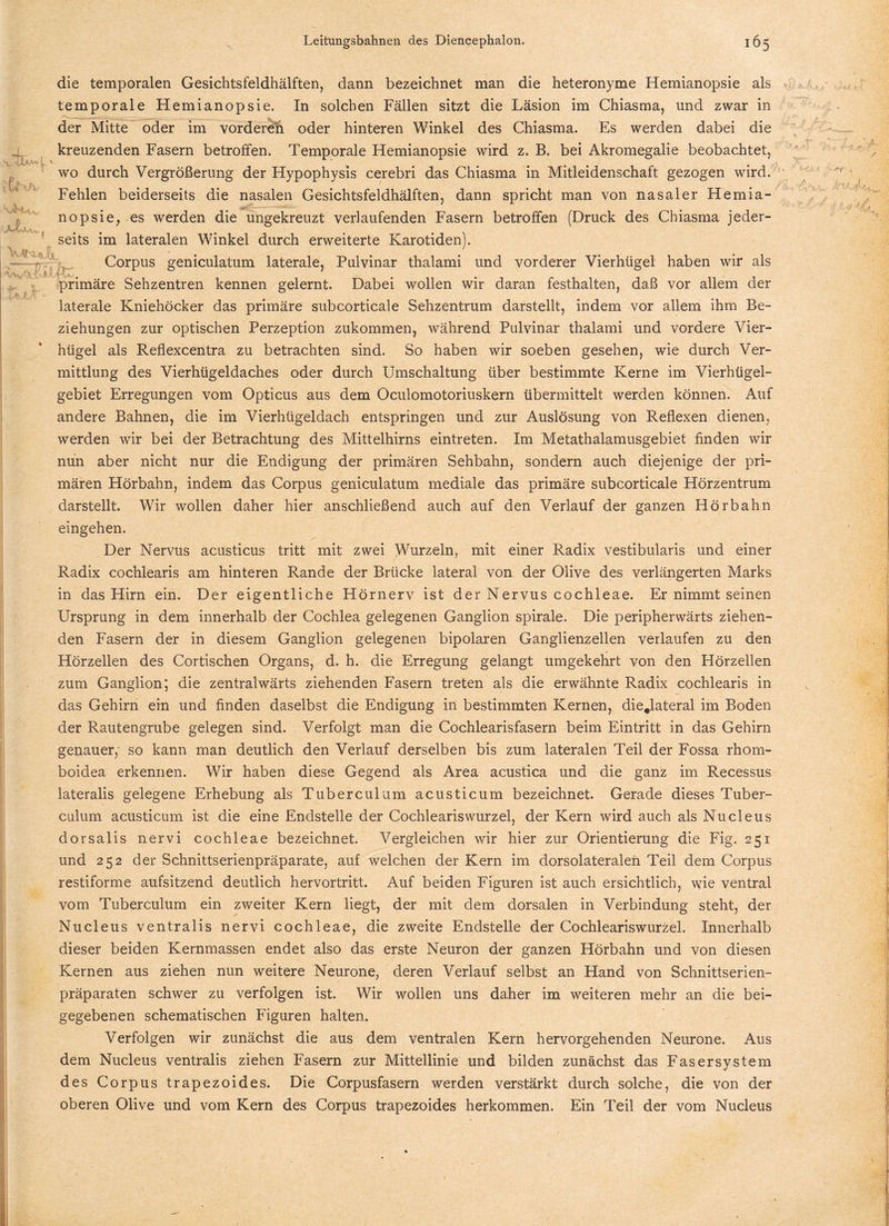 die temporalen Gesichtsfeldhälften, dann bezeichnet man die heteronyme Hemianopsie als temporale Hemianopsie. In solchen Fällen sitzt die Läsion im Chiasma, und zwar in der Mitte oder im vorderen oder hinteren Winkel des Chiasma. Es werden dabei die kreuzenden Fasern betroffen. Temporale Hemianopsie wird z. B. bei Akromegalie beobachtet, v ' ■ • • • • • • wo durch Vergrößerung der Hypophysis cerebri das Chiasma in Mitleidenschaft gezogen wird. Fehlen beiderseits die nasalen Gesichtsfeldhälften, dann spricht man von nasaler Hemia¬ nopsie, es werden die ungekreuzt verlaufenden Fasern betroffen (Druck des Chiasma jeder- seits im lateralen Winkel durch erweiterte Karotiden). Corpus geniculatum laterale, Pulvinar thalami und vorderer Vierhügel haben wir als -rrzrr primäre Sehzentren kennen gelernt. Dabei wollen wir daran festhalten, daß vor allem der laterale Kniehöcker das primäre subcorticale Sehzentrum darstellt, indem vor allem ihm Be¬ ziehungen zur optischen Perzeption zukommen, während Pulvinar thalami und vordere Vier¬ hügel als Reflexcentra zu betrachten sind. So haben wir soeben gesehen, wie durch Ver¬ mittlung des Vierhügeldaches oder durch Umschaltung über bestimmte Kerne im Vierhügel¬ gebiet Erregungen vom Opticus aus dem Oculomotoriuskern übermittelt werden können. Auf andere Bahnen, die im Vierhügeldach entspringen und zur Auslösung von Reflexen dienen, werden wir bei der Betrachtung des Mittelhirns eintreten. Im Metathalamusgebiet finden wir nun aber nicht nur die Endigung der primären Sehbahn, sondern auch diejenige der pri¬ mären Hörbahn, indem das Corpus geniculatum mediale das primäre subcorticale Hörzentrum darstellt. Wir wollen daher hier anschließend auch auf den Verlauf der ganzen Hör bahn eingehen. Der Nervus acusticus tritt mit zwei Wurzeln, mit einer Radix vestibularis und einer Radix cochlearis am hinteren Rande der Brücke lateral von der Olive des verlängerten Marks in das Hirn ein. Der eigentliche Hörnerv ist der Nervus cochleae. Er nimmt seinen Ursprung in dem innerhalb der Cochlea gelegenen Ganglion spirale. Die peripherwärts ziehen¬ den Fasern der in diesem Ganglion gelegenen bipolaren Ganglienzellen verlaufen zu den Hörzellen des Cortischen Organs, d. h. die Erregung gelangt umgekehrt von den Hörzellen zum Ganglion; die zentralwärts ziehenden Fasern treten als die erwähnte Radix cochlearis in das Gehirn ein und finden daselbst die Endigung in bestimmten Kernen, die#lateral im Boden der Rautengrube gelegen sind. Verfolgt man die Cochlearisfasern beim Eintritt in das Gehirn genauer, so kann man deutlich den Verlauf derselben bis zum lateralen Teil der Fossa rhom- boidea erkennen. Wir haben diese Gegend als Area acustica und die ganz im Recessus lateralis gelegene Erhebung als Tuberculum acusticum bezeichnet. Gerade dieses Tuber¬ culum acusticum ist die eine Endstelle der Cochleariswurzel, der Kern wird auch als Nucleus dorsalis nervi cochleae bezeichnet. Vergleichen wir hier zur Orientierung die Fig. 251 und 252 der Schnittserienpräparate, auf welchen der Kern im dorsolateraleii Teil dem Corpus restiforme aufsitzend deutlich hervortritt. Auf beiden Figuren ist auch ersichtlich, wie ventral vom Tuberculum ein zweiter Kern liegt, der mit dem dorsalen in Verbindung steht, der Nucleus ventralis nervi cochleae, die zweite Endstelle der Cochleariswurzel. Innerhalb dieser beiden Kernmassen endet also das erste Neuron der ganzen Hörbahn und von diesen Kernen aus ziehen nun weitere Neurone, deren Verlauf selbst an Hand von Schnittserien¬ präparaten schwer zu verfolgen ist. Wir wollen uns daher im weiteren mehr an die bei¬ gegebenen schematischen Figuren halten. Verfolgen wir zunächst die aus dem ventralen Kern hervorgehenden Neurone. Aus dem Nucleus ventralis ziehen Fasern zur Mittellinie und bilden zunächst das Fasersystem des Corpus trapezoides. Die Corpusfasern werden verstärkt durch solche, die von der oberen Olive und vom Kern des Corpus trapezoides herkommen. Ein Teil der vom Nucleus