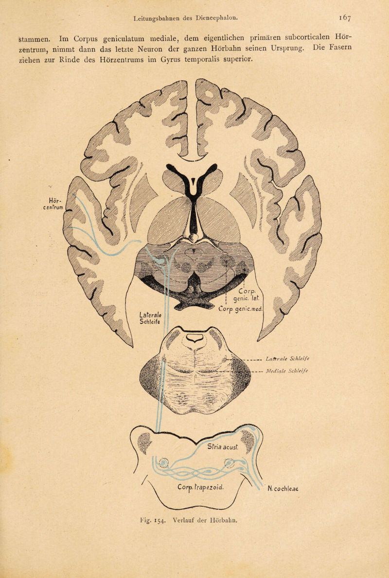 stammen. Im Corpus geniculatum mediale, dem eigentlichen primären subcorticalen Hör¬ zentrum, nimmt dann das letzte Neuron der ganzen Hörbahn seinen Ursprung. Die Fasern ziehen zur Rinde des Hörzentrums im Gyrus temporalis superior. Fig. 154. Verlauf der Höxbahn.