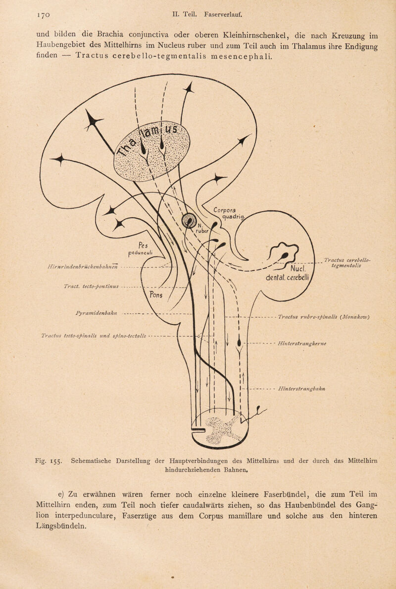 und bilden die Brachia conjunctiva oder oberen Kleinhirnschenkel, die nach Kreuzung im Haubengebiet des Mittelhirns im Nucleus ruber und zum Teil auch im Thalamus ihre Endigung finden — Tractus cerebello-tegmentalis mesencephali. Kg- 155. Schematische Darstellung der Hauptverbindungen des Mittelhirns und der durch das Mittelhirn hindurchziehenden Bahnen« e) Zu erwähnen wären ferner noch einzelne kleinere Faserbündel, die zum Teil im Mittelhirn enden, zum Teil noch tiefer caudalwärts ziehen, so das Haubenbündel des Gang¬ lion interpedunculare, Faserzüge aus dem Corpus mamillare und solche aus den hinteren Längsbündeln. ' 1