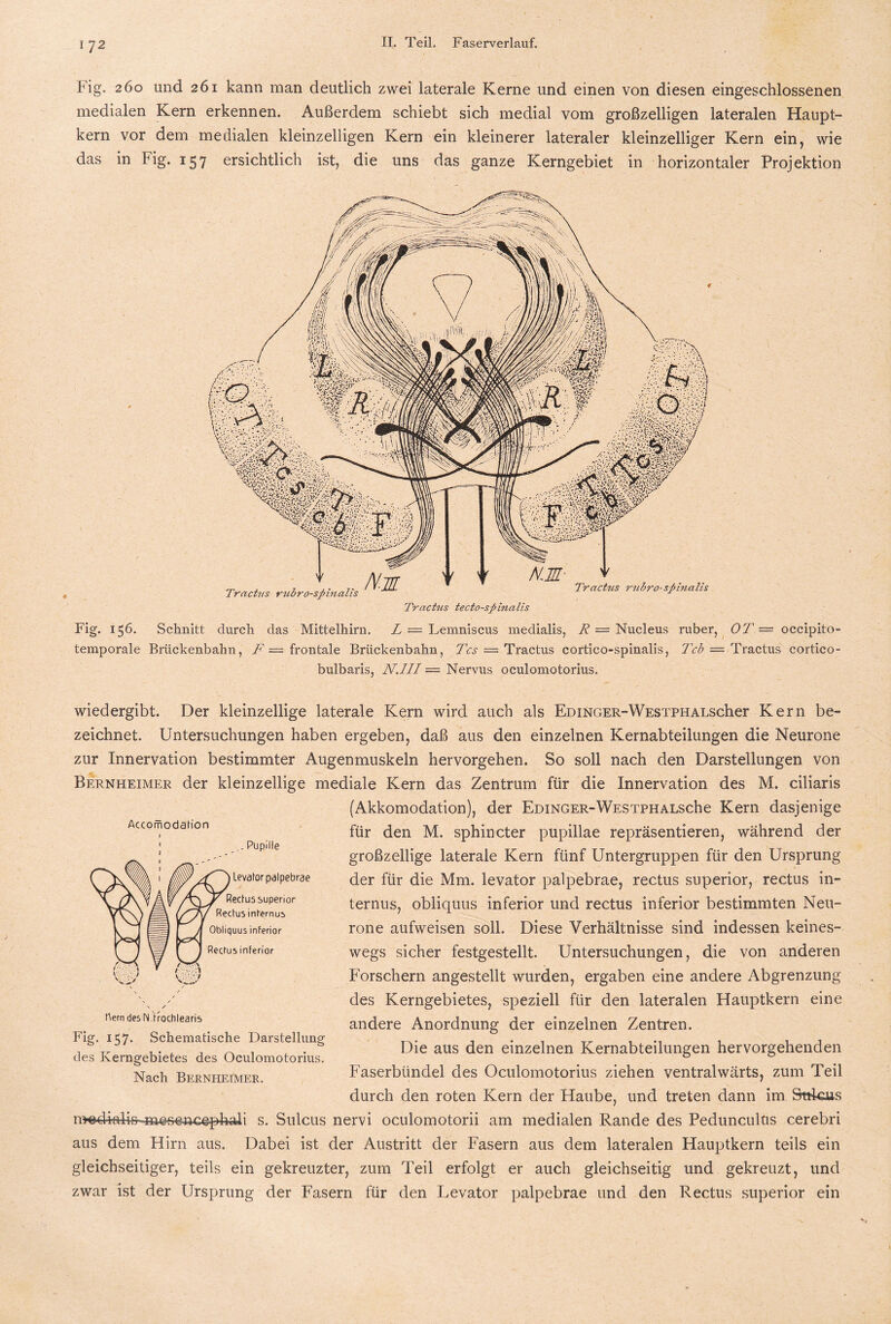 Fig. 260 und 261 kann man deutlich zwei laterale Kerne und einen von diesen eingeschlossenen medialen Kern erkennen. Außerdem schiebt sich medial vom großzelligen lateralen Haupt¬ kern vor dem medialen kleinzelligen Kern ein kleinerer lateraler kleinzelliger Kern ein, wie das in Fig. 157 ersichtlich ist, die uns das ganze Kerngebiet in horizontaler Projektion Fig. 156. Schnitt durch das Mittelhirn. L — Lemniscus medialis, R = Nucleus ruber, 07 = occipito- temporale Brückenbahn, F = frontale Brückenbahn, Tcs = Tractus cortico-spinalis, 7cb = Tractus cortico- bulbaris, N.III = Nervus oculomotorius. wiedergibt. Der kleinzellige laterale Kern wird auch als EDiNGER-WESTPHALScher Kern be¬ zeichnet. Untersuchungen haben ergeben, daß aus den einzelnen Kernabteilungen die Neurone zur Innervation bestimmter Augenmuskeln hervorgehen. So soll nach den Darstellungen von Bernheimer der kleinzellige mediale Kern das Zentrum für die Innervation des M. ciliaris (Akkomodation), der EoiNGER-WESTPHALsche Kern dasjenige für den M. sphincter pupillae repräsentieren, während der großzellige laterale Kern fünf Untergruppen für den Ursprung der für die Mm. levator palpebrae, rectus superior, rectus in¬ ternus, obliquus inferior und rectus inferior bestimmten Neu¬ rone aufweisen soll. Diese Verhältnisse sind indessen keines¬ wegs sicher festgestellt. Untersuchungen, die von anderen Forschern angestellt wurden, ergaben eine andere Abgrenzung des Kerngebietes, speziell für den lateralen Hauptkern eine andere Anordnung der einzelnen Zentren. Die aus den einzelnen Kernabteilungen hervorgehenden Faserbündel des Oculomotorius ziehen ventralwärts, zum Teil durch den roten Kern der Haube, und treten dann im Sttkus n^sd-klii)«mefteacepkali s. Sulcus nervi oculomotorii am medialen Rande des Pedunculüs cerebri aus dem Hirn aus. Dabei ist der Austritt der Fasern aus dem lateralen Hauptkern teils ein gleichseitiger, teils ein gekreuzter, zum Teil erfolgt er auch gleichseitig und gekreuzt, und zwar ist der Ursprung der Fasern für den Levator palpebrae und den Rectus superior ein Accomodafion Hern des Ntrochlearis Fig. 157. Schematische Darstellung des Kerngebietes des Oculomotorius. Nach Bernheimer.