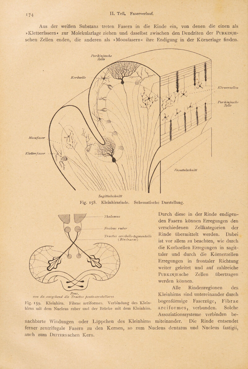 Aus der weißen Substanz treten Fasern in die Rinde ein, von denen die einen als »Kletterfasern« zur Molekularlage ziehen und daselbst zwischen den Dendriten der Purkinje- schen Zellen enden, die anderen als »Moosfasern« ihre Endigung in der Körnerlage finden. Fig. 158. Kleinhirnrinde. Schematische Darstellung. Durch diese in der Rinde endigen¬ den Fasern können Erregungen den verschiedenen Zellkategorien der Rinde übermittelt werden. Dabei ist vor allem zu beachten, wie durch die Korbzellen Erregungen in sagit- taler und durch die Körnerzellen Erregungen in frontaler Richtung weiter geleitet und auf zahlreiche Purkinje sehe Zellen übertragen werden können. Alle Rindenregionen des Kleinhirns sind untereinander durch bogenförmige Faserzüge, Fibrae arciformes, verbunden. Solche Assoziationssysteme verbinden be¬ nachbarte Windungen oder Läppchen des Kleinhirns miteinander. Die Rinde entsendet ferner zentrifugale Fasern zu den Kernen, so zum Nucleus dentatus und Nucleus fastigii, auch zum Detters sehen Kern. Pons, von da ausgehend die TracUis ponto-cerebetlares Fig. 159. Kleinhirn. Fibrae arciformes. Verbindung des Klein¬ hirns mit dem Nucleus ruber und der Brücke mit dem Kleinhirn.
