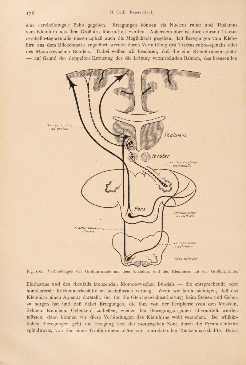 eine cerebellofugale Bahn gegeben. Erregungen können via Nucleus ruber und Thalamus vom Kleinhirn aus dem Großhirn übermittelt werden. Außerdem aber ist durch diesen Tractus cerebello-tegmentalis mesencephali auch die Möglichkeit gegeben, daß Erregungen vom Klein¬ hirn aus dem Rückenmark zugeführt werden durch Vermittlung des Tractus rubro-spinalis oder des Monakow sehen Bündels. Dabei wollen wir beachten, daß die eine Kleinhirnhemisphäre — auf Grund der doppelten Kreuzung der die Leitung vermittelnden Bahnen, des kreuzenden Fig. 160. Verbindungen der Großhirnrinde mit dem Kleinhirn und des Kleinhirns mit der Großhirnrinde. Bindearms und des ebenfalls kreuzenden Monakow sehen Bündels — die entsprechende oder homolaterale Rückenmarkshälfte zu beeinflussen vermag. Wenn wir berücksichtigen, daß das Kleinhirn einen Apparat darstellt, der für die Gleichgewichtserhaltung beim Stehen und Gehen zu sorgen hat und daß dabei Erregungen, die ihm von der Peripherie (von den Muskeln, Sehnen, Knochen, Gelenken) zufließen, wieder den Bewegungsorganen übermittelt werden müssen, dann können wir diese Verbindungen des Kleinhirns wohl verstehen. Bei willkür¬ lichen Bewegungen geht die Erregung von der motorischen Zone durch die Pyramidenbahn spinalwärts, von der einen Großhirnhemisphäre zur kontralateralen Rückenmarkshälfte. Dabei