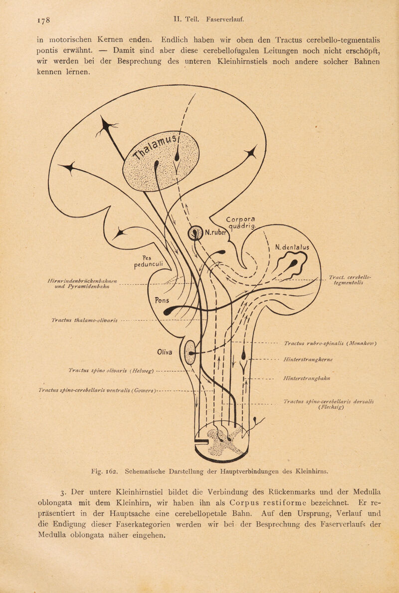«78 in motorischen Kernen enden. Endlich haben wir oben den Tractus cerebello-tegmentalis pontis erwähnt. — Damit sind aber diese cerebellofugalen Leitungen noch nicht erschöpft, wir werden bei der Besprechung des unteren Kleinhirnstiels noch andere solcher Bahnen kennen lernen. 3. Der untere Kleinhirnstiel bildet die Verbindung des Rückenmarks und der Medulla oblongata mit dem Kleinhirn, wir haben ihn als Corpus restiforme bezeichnet. Er re¬ präsentiert in der Hauptsache eine cerebellopetale Bahn. Auf den Ursprung, Verlauf und die Endigung dieser Faserkategorien werden wir bei der Besprechung des Faserverlaufs der Medulla oblongata näher eingehen.
