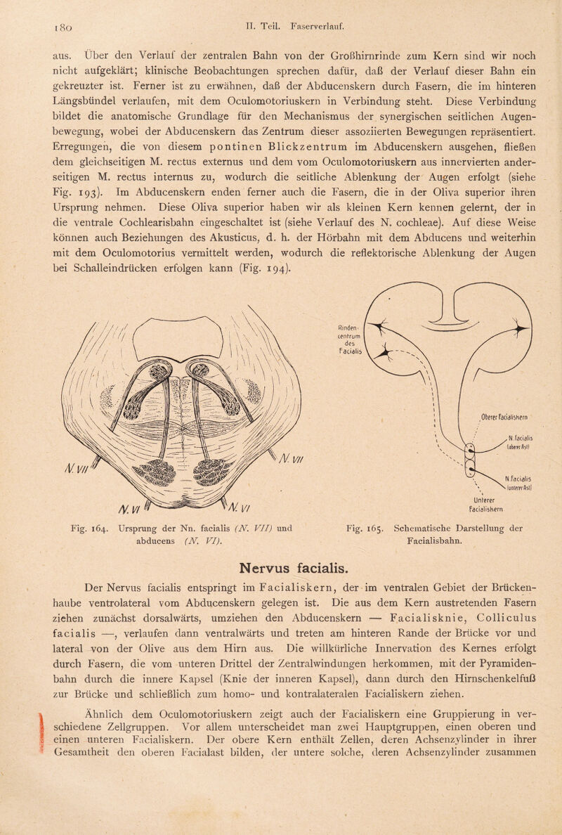 aus. Über den Verlauf der zentralen Bahn von der Großhirnrinde zum Kern sind wir noch nicht aufgeklärt; klinische Beobachtungen sprechen dafür, daß der Verlauf dieser Bahn ein gekreuzter ist. Ferner ist zu erwähnen, daß der Abducenskern durch Fasern, die im hinteren Längsbündel verlaufen, mit dem Oculomotoriuskern in Verbindung steht. Diese Verbindung bildet die anatomische Grundlage für den Mechanismus der synergischen seitlichen Augen¬ bewegung, wobei der Abducenskern das Zentrum dieser assoziierten Bewegungen repräsentiert. Erregungen, die von diesem pontinen Blickzentrum im Abducenskern ausgehen, fließen dem gleichseitigen M. rectus externus und dem vom Oculomotoriuskern aus innervierten ander¬ seitigen M. rectus internus zu, wodurch die seitliche Ablenkung der Augen erfolgt (siehe Fig. 193). Im Abducenskern enden ferner auch die Fasern, die in der Oliva superior ihren Ursprung nehmen. Diese Oliva superior haben wir als kleinen Kern kennen gelernt, der in die ventrale Cochlearisbahn eingeschaltet ist (siehe Verlauf des N. cochleae). Auf diese Weise können auch Beziehungen des Akusticus, d. h. der Hörbahn mit dem Abducens und weiterhin mit dem Oculomotorius vermittelt werden, wodurch die reflektorische Ablenkung der Augen bei Schalleindrücken erfolgen kann (Fig. 194). Fig. 164. Ursprung der Nn. facialis (N. VII) und abducens (N. VI). Fig. 165. Schematische Darstellung der Facialisbahn. Nervus facialis» Der Nervus facialis entspringt im Facialiskern, der im ventralen Gebiet der Brücken¬ haube ventrolateral vom Abducenskern gelegen ist. Die aus dem Kern austretenden Fasern ziehen zunächst dorsalwärts, umziehen den Abducenskern ■— Facialisknie, Colliculus facialis —, verlaufen dann ventral wärts und treten am hinteren Rande der Brücke vor und lateral von der Olive aus dem Hirn aus. Die willkürliche Innervation des Kernes erfolgt durch Fasern, die vom unteren Drittel der Zentralwindungen herkommen, mit der Pyramiden¬ bahn durch die innere Kapsel (Knie der inneren Kapsel), dann durch den Hirnschenkel fuß zur Brücke und schließlich zum homo- und kontralateralen Facialiskern ziehen. Ähnlich dem Oculomotoriuskern zeigt auch der Facialiskern eine Gruppierung in ver¬ schiedene Zellgruppen. Vor allem unterscheidet man zwei Hauptgruppen, einen oberen und einen unteren Facialiskern. Der obere Kern enthält Zellen, deren Achsenzylinder in ihrer Gesamtheit den oberen Facialast bilden, der untere solche, deren Achsenzylinder zusammen