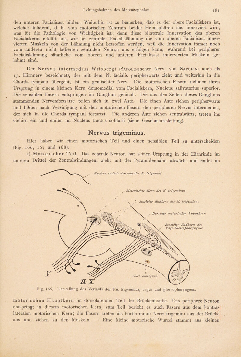 den unteren Facialisast bilden. Weiterhin ist zu bemerken, daß es der obere Facialiskern ist, welcher bilateral, d. h. vom motorischen Zentrum beider Hemisphären aus innerviert wird, was für die Pathologie von Wichtigkeit ist; denn diese bilaterale Innervation des oberen Facialiskerns erklärt uns, wie bei zentraler Facialislähmung die vom oberen Facialisast inner- vierten Muskeln von der Lähmung nicht betroffen werden, weil die Innervation immer noch vom anderen nicht lädierten zentralen Neuron aus erfolgen kann, während bei peripherer Facialislähmung sämtliche vom oberen und unteren Facialisast innervierten Muskeln ge¬ lähmt sind. Der Nervus intermedius Wrisbergi (Sapolinischer Nerv, von Sapolini auch als 13. Hirnnerv bezeichnet), der mit dem N. facialis peripherwärts zieht und weiterhin in die Chorda tympani übergeht, ist ein gemischter Nerv. Die motorischen Fasern nehmen ihren Ursprung in einem kleinen Kern dorsomedial vom Facialiskern, Nucleus salivatorius superior. Die sensiblen Fasern entspringen im Ganglion geniculi. Die aus den Zellen dieses Ganglions stammenden Nervenfortsätze teilen sich in zwei Äste. Die einen Äste ziehen peripherwärts und bilden nach Vereinigung mit den motorischen Fasern den peripheren Nervus intermedius, der sich in die Chorda tympani fortsetzt. Die anderen Äste ziehen zentralwärts, treten ins Gehirn ein und enden im Nucleus tractus solitarii (siehe Geschmacksleitung). Nervus trigemimis. Hier haben wir einen motorischen Teil und einen sensiblen Teil zu unterscheiden (Fig. 166, 167 und 168). a) Motorischer Teil. Das zentrale Neuron hat seinen Ursprung in der Hirnrinde im unteren Drittel der Zentralwindungen, zieht mit der Pyramidenbahn abwärts und endet im motorischen Hauptkern im dorsolateralen Teil der Brückenhaube. Das periphere Neuron entspringt in diesem motorischen Kern, zum Teil bezieht es auch Fasern aus dem kontra-, lateralen motorischen Kern; die Fasern treten als Portio minor Nervi trigemini aus der Brücke aus und ziehen zu den Muskeln. —• Eine kleine motorische Wurzel stammt aus kleinen