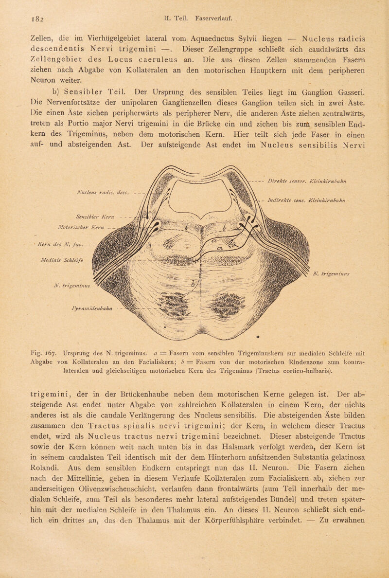 Zellen, die im Vierhügelgebiet lateral vom Aquaeductus Sylvii liegen -— Nucleus radicis descendentis Nervi trigemini —. Dieser Zellengruppe schließt sich caudalwärts das Zellengebiet des Locus caeruleus an. Die aus diesen Zellen stammenden Fasern ziehen nach Abgabe von Kollateralen an den motorischen Hauptkern mit dem peripheren Neuron weiter. b) Sensibler Teil. Der Ursprung des sensiblen Teiles liegt im Ganglion Gasseri. Die Nervenfortsätze der unipolaren Ganglienzellen dieses Ganglion teilen sich in zwei Äste. Die einen Äste ziehen peripherwärts als peripherer Nerv, die anderen Äste ziehen zentralwärts, treten als Portio major Nervi trigemini in die Brücke ein und ziehen bis zuifi sensiblen End¬ kern des Trigeminus, neben dem motorischen Kern. Hier teilt sich jede Faser in einen auf- und absteigenden Ast. Der aufsteigende Ast endet im Nucleus sensibilis Nervi Nucleus radic. desc.- Sensibler Kern Motorischer Kern — -Direkte sensor. Kleinhirnbahn Indirekte sens. Kleinhirnbahn Kern des N. fac. Mediale Schleife N. trigeminus l'yra m idenbahn N. trigeminus Fig. 167. Ursprung des N. trigeminus. a — Fasern vom sensiblen Trigeminuskern zur medialen Schleife mit Abgabe von Kollateralen an den Facialiskern; b — Fasern von der motorischen Rindenzone zum kontra¬ lateralen und gleichseitigen motorischen Kern des Trigeminus (Tractus cortico-bulbaris). trigemini, der in der Brückenhaube neben dem motorischen Kerne gelegen ist. Der ab¬ steigende Ast endet unter Abgabe von zahlreichen Kollateralen in einem Kern, der nichts anderes ist als die caudale Verlängerung des Nucleus sensibilis. Die absteigenden Äste bilden zusammen den Tractus spinalis nervi trigemini; der Kern, in welchem dieser Tractus endet, wird als Nucleus tractus nervi trigemini bezeichnet. Dieser absteigende Tractus sowie der Kern können weit nach unten bis in das Halsmark verfolgt werden, der Kern ist in seinem caudalsten Teil identisch mit der dem Hinterhorn aufsitzenden Substantia gelatinosa Rolandi. Aus dem sensiblen Endkern entspringt nun das II. Neuron. Die Fasern ziehen nach der Mittellinie, geben in diesem Verlaufe Kollateralen zum Facialiskern ab, ziehen zur anderseitigen Olivenzwischenschicht, verlaufen dann frontalwärts (zum Teil innerhalb der me¬ dialen Schleife, zum Teil als besonderes mehr lateral aufsteigendes Bündel) und treten später¬ hin mit der medialen Schleife in den Thalamus ein. An dieses II. Neuron schließt sich end¬ lich ein drittes an, das den Thalamus mit der Körperfühlsphäre verbindet. — Zu erwähnen