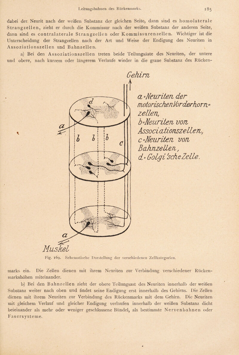 dabei der Neurit nach der weißen Substanz der gleichen Seite, dann sind es homolaterale Strangzellen, zieht er durch die Kommissur nach der weißen Substanz der anderen Seite, dann sind es contralaterale Strangzellen oder Kommissurenzellen. Wichtiger ist die Unterscheidung der Strangzellen nach der Art und Weise der Endigung des Neuriten in Assoziationszellen und Bahnzellen. - v a) Bei den Assoziationszellen treten beide Teilungsäste des Neuriten, der untere und obere, nach kurzem oder längerem Verlaufe wieder in die graue Substanz des Rticken- Gehirn Muskel a --Neunten der notorischenVorderhorn* zellen, b-Neunten von Associ obtionszellen, c-Neuriten von BaNnzellen, d - Golgi 'sehe Zelle. Fig, 169. Schematische Darstellung der verschiedenen Zellkategorien. marks ein. Die Zellen dienen mit ihrem Neuriten zur Verbindung verschiedener Rücken¬ markshöhen miteinander. b) Bei den Bahnzellen zieht der obere Teilungsast des Neuriten innerhalb der weißen Substanz weiter nach oben uud findet seine Endigung erst innerhalb des Gehirns. Die Zellen dienen mit ihrem Neuriten zur Verbindung des Rückenmarks mit dem Gehirn. Die Neuriten mit gleichem Verlauf und gleicher Endigung verlaufen innerhalb der weißen Substanz dicht beieinander als mehr oder weniger geschlossene Bündel, als bestimmte Nervenbahnen oder Fasersysteme.