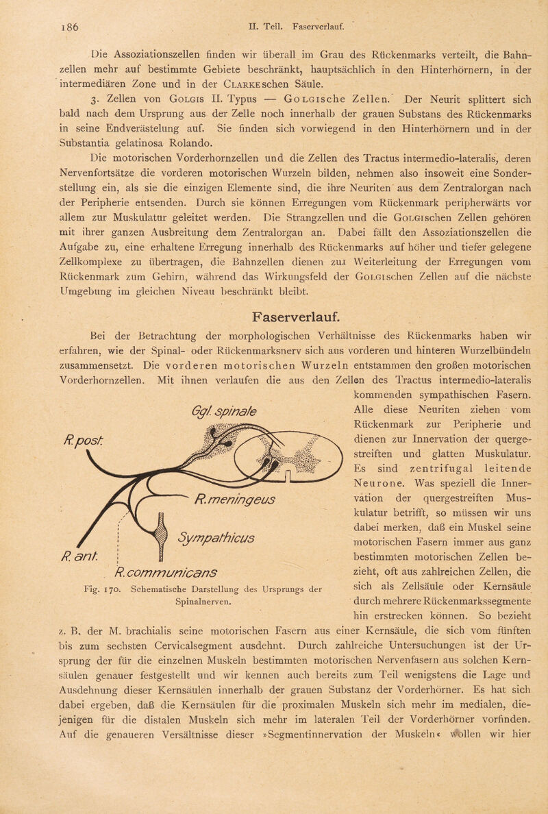 Die Assoziationszellen finden wir überall im Grau des Rückenmarks verteilt, die Bahn- zellen mehr auf bestimmte Gebiete beschränkt, hauptsächlich in den Hinterhörnern, in der intermediären Zone und in der Clarke sehen Säule. 3. Zellen von Golgis II. Typus — GoLGische Zellen. Der Neurit splittert sich bald nach dem Ursprung aus der Zelle noch innerhalb der grauen Substans des Rückenmarks in seine Endverästelung auf. Sie finden sich vorwiegend in den Hinterhörnern und in der Substantia gelatinosa Rolando. Die motorischen Vorderhornzellen und die Zellen des Tractus intermedio-lateralis, deren Nervenfortsätze die vorderen motorischen Wurzeln bilden, nehmen also insoweit eine Sonder¬ stellung ein, als sie die einzigen Elemente sind, die ihre Neuriten aus dem Zentralorgan nach der Peripherie entsenden. Durch sie können Erregungen vom Rückenmark peripherwärts vor allem zur Muskulatur geleitet werden. Die Strangzellen und die Golgisehen Zellen gehören mit ihrer ganzen Ausbreitung dem Zentralorgan an. Dabei fällt den Assoziationszellen die Aufgabe zu, eine erhaltene Erregung innerhalb des Rückenmarks auf höher und tiefer gelegene Zellkomplexe zu übertragen, die Bahnzellen dienen zu.x Weiterleitung der Erregungen vom Rückenmark zum Gehirn, während das Wirkungsfeld der GoLGLSchen Zellen auf die nächste Umgebung im gleichen Niveau beschränkt bleibt. Faserverlauf. Bei der Betrachtung der morphologischen Verhältnisse des Rückenmarks haben wir erfahren, wie der Spinal- oder Rückenmarksnerv sich aus vorderen und hinteren Wurzelbündeln zusammensetzt. Die vorderen motorischen Wurzeln entstammen den großen motorischen Vorderhornzellen. Mit ihnen verlaufen die aus den Zellen des Tractus intermedio-lateralis kommenden sympathischen Fasern. Alle diese Neuriten ziehen vom Rückenmark zur Peripherie und dienen zur Innervation der querge¬ streiften und glatten Muskulatur. Es sind zentrifugal leitende Neurone. Was speziell die Inner¬ vation der quergestreiften Mus¬ kulatur betrifft, so müssen wir uns dabei merken, daß ein Muskel seine motorischen Fasern immer aus ganz bestimmten motorischen Zellen be¬ zieht, oft aus zahlreichen Zellen, die sich als Zellsäule oder Kernsäule durch mehrere Rückenmarkssegmente hin erstrecken können. So bezieht z. ß. der M. brachialis seine motorischen Fasern aus einer Kernsäule, die sich vom fünften bis zum sechsten Cervicalsegment ausdehnt. Durch zahlreiche Untersuchungen ist der Ur¬ sprung der für die einzelnen Muskeln bestimmten motorischen Nervenfasern aus solchen Kern¬ säulen genauer festgestellt und wir kennen auch bereits zum Teil wenigstens die Lage und Ausdehnung dieser Kernsäulen innerhalb der grauen Substanz der Vorderhörner. Es hat sich dabei ergeben, daß die Kernsäulen für die proximalen Muskeln sich mehr im medialen, die¬ jenigen für die distalen Muskeln sich mehr im lateralen Teil der Vorderhörner vorfinden. Auf die genaueren Versältnisse dieser »Segmentinnervation der Muskeln« wollen wir hier Ggf sp/na/e Fig. 170. Schematische Darstellung des Ursprungs der Spinalnerven.