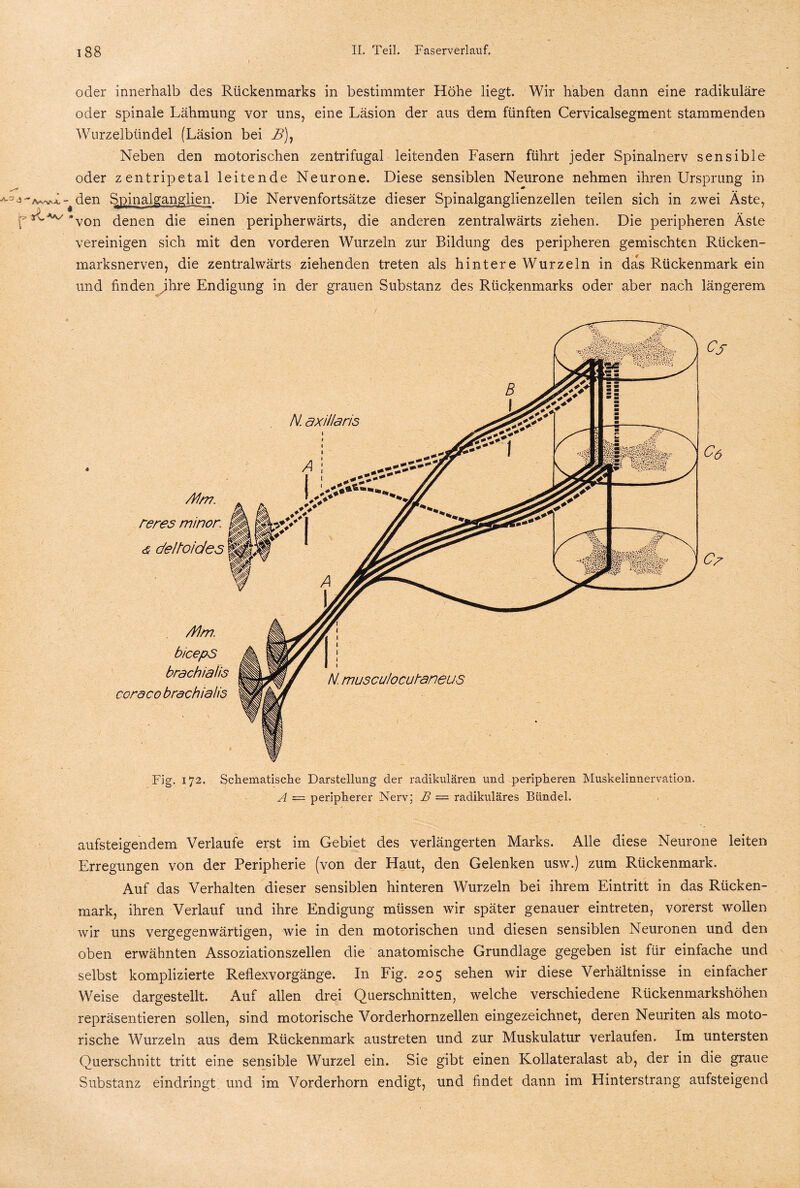oder innerhalb des Rückenmarks in bestimmter Höhe liegt. Wir haben dann eine radikuläre oder spinale Lähmung vor uns, eine Läsion der aus dem fünften Cervicalsegment stammenden Wurzelbündel (Läsion bei B), Neben den motorischen zentrifugal leitenden Fasern führt jeder Spinalnerv sensible oder zentripetal leitende Neurone. Diese sensiblen Neurone nehmen ihren Ursprung in ^den Spinalganglien. Die Nervenfortsätze dieser Spinalganglienzellen teilen sich in zwei Äste, ‘von denen die einen peripherwärts, die anderen zentralwärts ziehen. Die peripheren Äste vereinigen sich mit den vorderen Wurzeln zur Bildung des peripheren gemischten Rücken¬ marksnerven, die zentralwärts ziehenden treten als hintere Wurzeln in das Rückenmark ein und finden jhre Endigung in der grauen Substanz des Rückenmarks oder aber nach längerem Cj C& d> aufsteigendem Verlaufe erst im Gebiet des verlängerten Marks. Alle diese Neurone leiten Erregungen von der Peripherie (von der Haut, den Gelenken usw.) zum Rückenmark. Auf das Verhalten dieser sensiblen hinteren Wurzeln bei ihrem Eintritt in das Rücken¬ mark, ihren Verlauf und ihre Endigung müssen wir später genauer eintreten, vorerst wollen wir uns vergegenwärtigen, wie in den motorischen und diesen sensiblen Neuronen und den oben erwähnten Assoziationszellen die anatomische Grundlage gegeben ist für einfache und selbst komplizierte Reflexvorgänge. In Fig. 205 sehen wir diese Verhältnisse in einfacher Weise dargestellt. Auf allen drei Querschnitten, welche verschiedene Rückenmarkshöhen repräsentieren sollen, sind motorische Vorderhornzellen eingezeichnet, deren Neuriten als moto¬ rische Wurzeln aus dem Rückenmark austreten und zur Muskulatur verlaufen. Im untersten Querschnitt tritt eine sensible Wurzel ein. Sie gibt einen Kollateralast ab, der in die graue Substanz eindringt und im Vorderhorn endigt, und findet dann im Hinterstrang aufsteigend