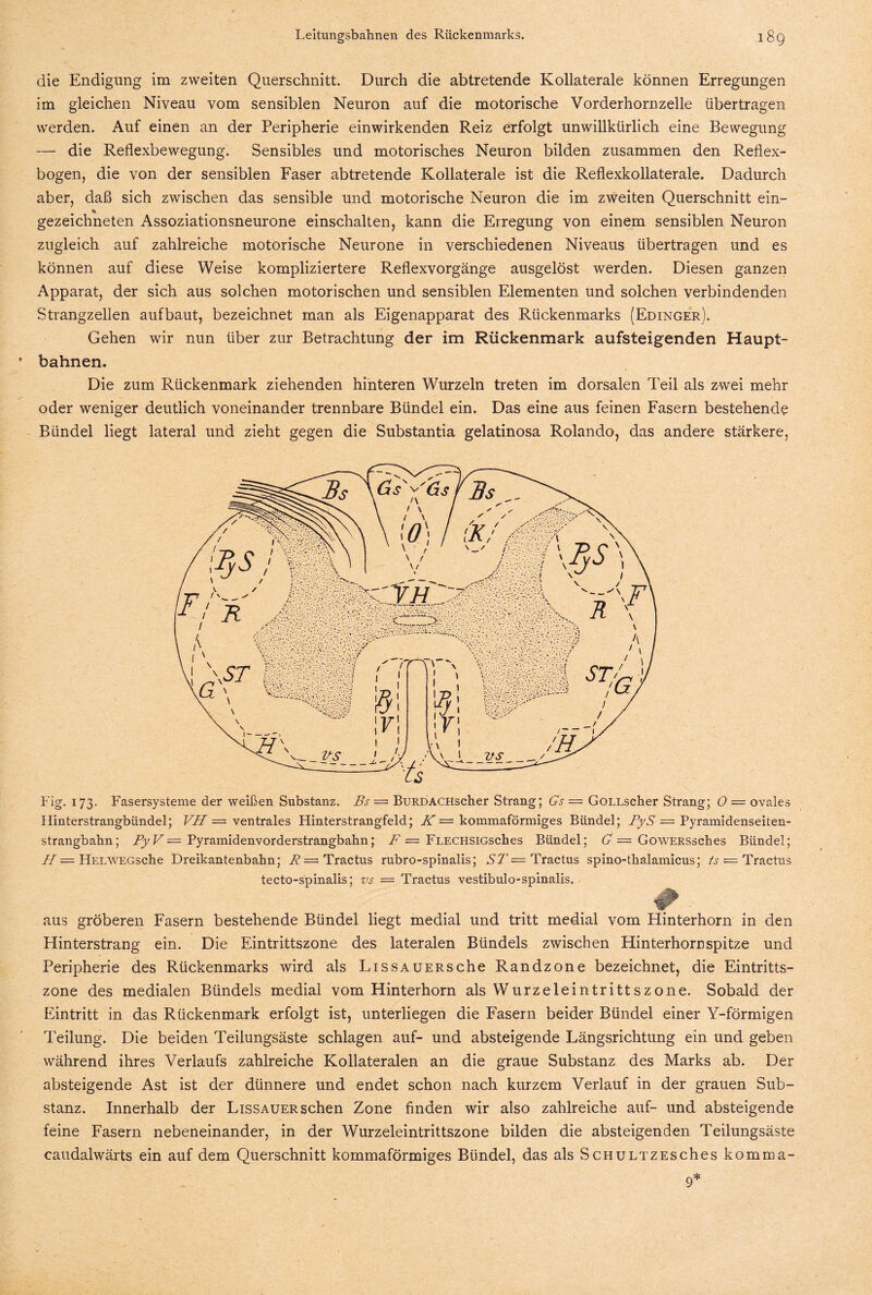 die Endigung im zweiten Querschnitt. Durch die abtretende Kollaterale können Erregungen im gleichen Niveau vom sensiblen Neuron auf die motorische Vorderhorn zelle übertragen werden. Auf einen an der Peripherie einwirkenden Reiz erfolgt unwillkürlich eine Bewegung — die Reflexbewegung. Sensibles und motorisches Neuron bilden zusammen den Reflex¬ bogen, die von der sensiblen Faser abtretende Kollaterale ist die Reflexkollaterale. Dadurch aber, daß sich zwischen das sensible und motorische Neuron die im zweiten Querschnitt ein¬ gezeichneten Assoziationsneurone einschalten, kann die Erregung von einem sensiblen Neuron zugleich auf zahlreiche motorische Neurone in verschiedenen Niveaus übertragen und es können auf diese Weise kompliziertere Reflexvorgänge ausgelöst werden. Diesen ganzen Apparat, der sich aus solchen motorischen und sensiblen Elementen und solchen verbindenden Strangzellen aufbaut, bezeichnet man als Eigenapparat des Rückenmarks (Edinger). Gehen wir nun über zur Betrachtung der im Rückenmark aufsteigenden Haupt¬ bahnen. Die zum Rückenmark ziehenden hinteren Wurzeln treten im dorsalen Teil als zwei mehr oder weniger deutlich voneinander trennbare Bündel ein. Das eine aus feinen Fasern bestehende Bündel liegt lateral und zieht gegen die Substantia gelatinosa Rolando, das andere stärkere, Fig. 173. Fasersysteme der weißen Substanz. Bs — BuRDACHscher Strang; Gs = GoLLscher Strang; 0 = ovales Hinterstrangbündel; VH — ventrales Hinterstrangfeld; K — kommaförmiges Bündel; PyS — Pyramidenseiten¬ strangbahn; Py V — Pyramidenvorderstrangbahn; F — FLECHSiGsches Bündel; G — GowERSsches Bündel; H = HELWEGsche Dreikantenbahn; R = Tractus rubro-spinalis; ST— Tractus spino-thalamicus; ts — Tractus tecto-spinalis; vs = Tractus vestibulo-spinalis. aus gröberen Fasern bestehende Bündel liegt medial und tritt medial vom Hinterhorn in den Hinterstrang ein. Die Eintrittszone des lateralen Bündels zwischen Hinterhorn spitze und Peripherie des Rückenmarks wird als LissAUERSche Randzone bezeichnet, die Eintritts¬ zone des medialen Bündels medial vom Hinterhorn als Wurzeleintrittszone. Sobald der Eintritt in das Rückenmark erfolgt ist, unterliegen die Fasern beider Bündel einer Y-förmigen Teilung. Die beiden Teilungsäste schlagen auf- und absteigende Längsrichtung ein und geben während ihres Verlaufs zahlreiche Kollateralen an die graue Substanz des Marks ab. Der absteigende Ast ist der dünnere und endet schon nach kurzem Verlauf in der grauen Sub¬ stanz. Innerhalb der Lissauer sehen Zone finden wir also zahlreiche auf- und absteigende feine Fasern nebeneinander, in der Wurzeleintrittszone bilden die absteigenden Teilungsäste caudalwärts ein auf dem Querschnitt kommaförmiges Bündel, das als ScHULTZESches komma-
