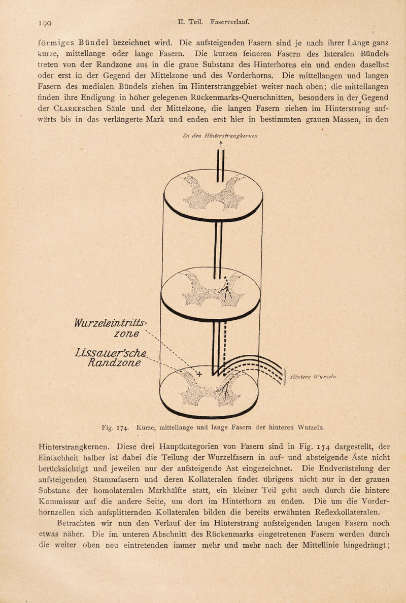 IQO förmiges Bündel bezeichnet wird. Die aufsteigenden Fasern sind je nach ihrer Länge ganz kurze, mittellange oder lange Fasern. Die kurzen feineren Fasern des lateralen Bündels treten von der Randzone aus in die graue Substanz des Hinterhorns ein und enden daselbst oder erst in der Gegend der Mittelzone und des Vorderhorns. Die mittellangen und langen Fasern des medialen Bündels ziehen im Hinterstranggebiet weiter nach oben; die mittellangen finden ihre Endigung in höher gelegenen Rückenmarks-Querschnitten, besonders in der Gegend der Clarke sehen Säule und der Mittelzone, die langen Fasern ziehen im Hinterstrang auf¬ wärts bis in das verlängerte Mark und enden erst hier in bestimmten grauen Massen, in den Zu den Hinterstranghernen t Warzeleintritts- zone ' L issauer's che Rcmdzone 0 Hintere Wurzeln Fig. 174. Kurze, mittellange und lange Fasern der hinteren Wurzeln. Hinterstrangkernen. Diese drei Hauptkategorien von Fasern sind in Fig. 174 dargestellt, der Einfachheit halber ist dabei die Teilung der Wurzelfasern in auf- und absteigende Äste nicht berücksichtigt und jeweilen nur der aufsteigende Ast eingezeichnet. Die Endverästelung der aufsteigenden Stammfasern und deren Kollateralen findet übrigens nicht nur in der grauen Substanz der homolateralen Markhälfte statt, ein kleiner Teil geht auch durch die hintere Kommissur auf die andere Seite, um dort im Hinterhorn zu enden. Die um die Vorder¬ hornzellen sich aufsplitternden Kollateralen bilden die bereits erwähnten Reflexkollateralen. Betrachten wir nun den Verlauf der im Hinterstrang aufsteigenden langen Fasern noch etwas näher. Die im unteren Abschnitt des Rückenmarks eingetretenen Fasern werden durch die weiter oben neu eintretenden immer mehr und mehr nach der Mittellinie hingedrängt;