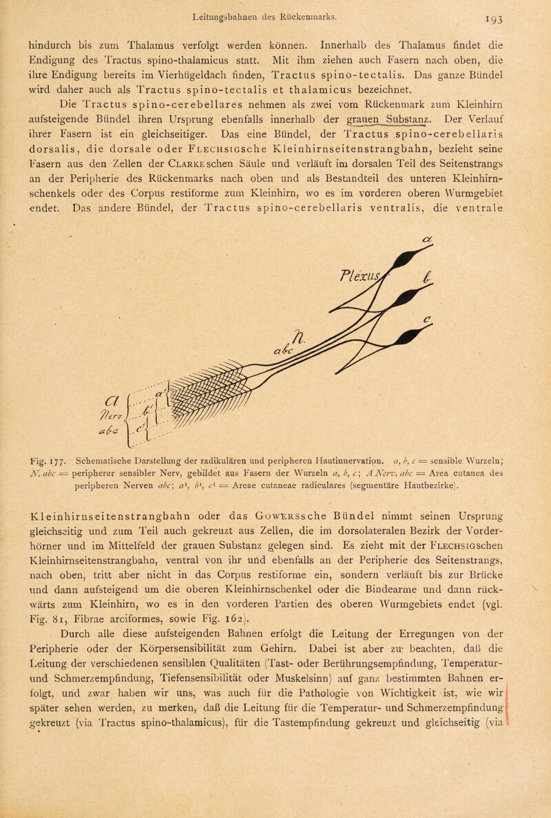 hindurch bis zum Thalamus verfolgt werden können. Innerhalb des Thalamus findet die Endigung des Tractus spino-thalamicus statt. Mit ihm ziehen auch Fasern nach oben, die ihre Endigung bereits im Vierhtigeldach finden, Tractus spino-tectalis. Das ganze Bündel wird daher auch als Tractus spino-tectalis et thalamicus bezeichnet. Die Tractus spino-cerebellares nehmen als zwei vom Rückenmark zum Kleinhirn aufsteigende Bündel ihren Ursprung ebenfalls innerhalb der grauen Substanz. Der Verlauf ihrer Fasern ist ein gleichseitiger. Das eine Bündel, der Tractus spino-cerebellaris dorsalis, die dorsale oder FLECHsiGSche Kleinhirnseitenstrangbahn, bezieht seine Fasern aus den Zellen der Clarke sehen Säule und verläuft im dorsalen Teil des Seitenstrangs an der Peripherie des Rückenmarks nach oben und als Bestandteil des unteren Kleinhirn¬ schenkels oder des Corpus restiforme zum Kleinhirn, wo es im vorderen oberen Wurmgebiet endet. Das andere Bündel, der Tractus spino-cerebellaris ventralis, die ventrale CY Fig. 177. Schematische Darstellung der radikulären und peripheren Llautinnervation. a, b, c = sensible Wurzeln; N.abc — peripherer sensibler Nerv, gebildet aus Fasern der Wurzeln a, b, c; A Nerv, abc — Area cutanea des peripheren Nerven abc\ a1, b1, c1 = Areae cutaneae radiculares (segmentäre Hautbezirke). Kleinhirnseitenstrangbahn oder das GowRRSsche Bündel nimmt seinen Ursprung gleichseitig und zum Teil auch gekreuzt aus Zellen, die im dorsolateralen Bezirk der Vorder¬ hörner und im Mittelfeld der grauen Substanz gelegen sind. Es zieht mit der Flechsig sehen Kleinhirnseitenstrangbahn, ventral von ihr und ebenfalls an der Peripherie des Seitenstrangs, nach oben, tritt aber nicht in das Corpus restiforme ein, sondern verläuft bis zur Brücke und dann aufsteigend um die oberen Kleinhirnschenkel oder die Bindearme und dann rück¬ wärts zum Kleinhirn, wo es in den vorderen Partien des oberen Wurmgebiets endet (vgl. Fig. 81, Fibrae arciformes, sowie Fig. 162). Durch alle diese aufsteigenden Bahnen erfolgt die Leitung der Erregungen von der Peripherie oder der Körpersensibilität zum Gehirn. Dabei ist aber zu- beachten, daß die Leitung der verschiedenen sensiblen Qualitäten (Tast- oder Berührungsempfindung, Temperatur- nnd Schmerzempfindung, Tiefensensibilität oder Muskelsinn) auf ganz bestimmten Bahnen er¬ folgt, und zwar haben wir uns, was auch für die Pathologie von Wichtigkeit ist, wie wir später sehen werden, zu merken, daß die Leitung für die Temperatur- und Schmerzempfindung gekreuzt (via Tractus spino-thalamicus), für die Tastempfindung gekreuzt und gleichseitig (via