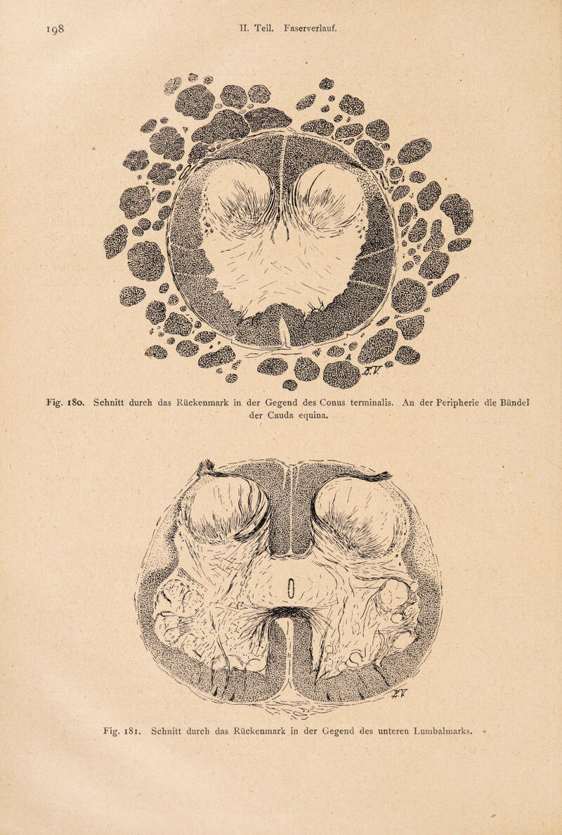 Fig. 180. Schnitt durch das Rückenmark in der Gegend des Conus terminalis. An der Peripherie die Bündel der Cauda equina. Fig. 181. Schnitt durch das Rückenmark in der Gegend des unteren Lumbalmarks.