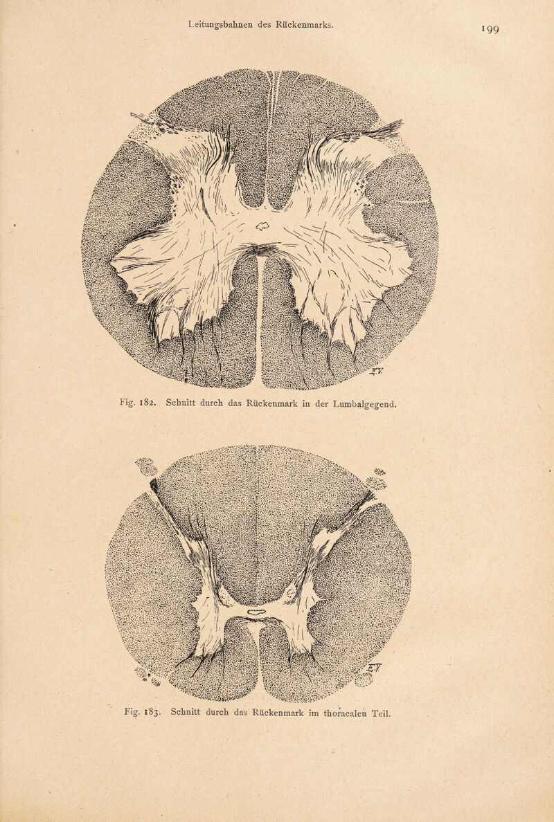 Fig. 182. Schnitt durch das Rückenmark in der Lumbalgegend. Fig. 183. Schnitt durch das Rückenmark im thoracalen Teil.