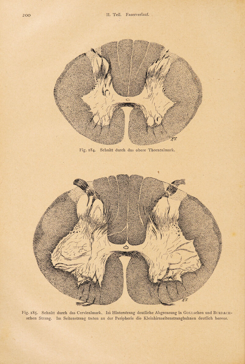 Fig. 184. Schnitt durch das obere Thoracalmark. Fig. 185. Schnitt durch das Cervicalmark. I111 Hinterstrang deutliche Abgrenzung in GoLLschen und Burdach sehen Strang. Im Seitenstrang treten an der Peripherie die- Kleinhirnseitenstrangbahnen deutlich hervor.