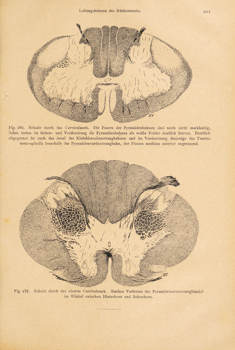 Püä»#'Ä''- %a||p Fig. 186. Schnitt durch das Cervicalmark. Die Fasern der Pyramidenbahnen sind noch nicht markhaltig, daher treten im Seiten- und Vorderstrang die Pyramidenbahnen als weiße Felder deutlich hervor. Deutlich abgegrenzt ist auch das Areal der Kleinhirnseitenstrangbahnen und im Vorderstrang dasjenige des Tractus- tecto-spinalis innerhalb der Pyramidenvorderstrangbahn, der Fissura mediana anterior angrenzend. Fig. 187. Schnitt durch das oberste Cervicalmark. Starkes Vortreten der Pyramidenseitenstrangbiindel im Winkel zwischen Hinterhorn und Seitenhorn.