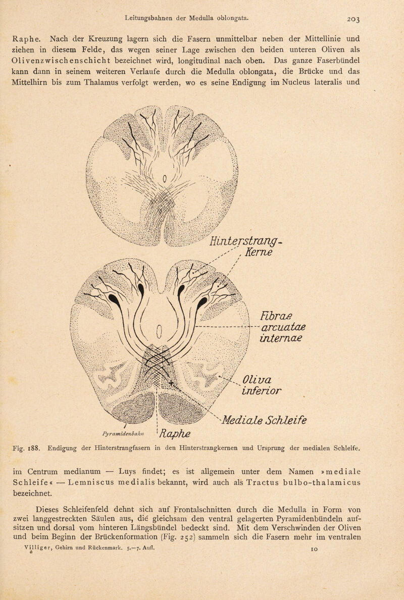 Rap he. Nach der Kreuzung lagern sich die Fasern unmittelbar neben der Mittellinie und ziehen in diesem Felde, das wegen seiner Lage zwischen den beiden unteren Oliven als Olivenzwischenschicht bezeichnet wird, longitudinal nach oben. Das ganze Faserbündel kann dann in seinem weiteren Verlaufe durch die Medulla oblongata, die Brücke und das Mittelhirn bis zum Thalamus verfolgt werden, wo es seine Endigung im Nucleus lateralis und Fig. 188. , Kerne \ Fibrae ff- arcuatae ■FF:....Mi tnternae f • . -fl v;y •*.: •.; :■ IIf Oliua inferior Medictle Schleife Pyramidenbahn Kctphe Endigung der Hinterstrangfasern in den Hinterstrangkernen und Ursprung der medialen Schleife. im Centrum medianum — Luys findet; es ist allgemein unter dem Namen »mediale Schleife« —Lemniscus me di alis bekannt, wird auch als Tractus bulbo-thalamicus bezeichnet. Dieses Schleifenfeld dehnt sich auf Frontalschnitten durch die Medulla in Form von zwei langgestreckten Säulen aus, die gleichsam den ventral gelagerten Pyramidenbündeln auf- sitzen und dorsal vom hinteren Längsbündel bedeckt sind. Mit dem Verschwinden der Oliven und beim Beginn der Brückenformation (Fig. 252) sammeln sich die Fasern mehr im ventralen Villiger, Gehirn und Rückenmark. 5.— 7. Aufl. IO