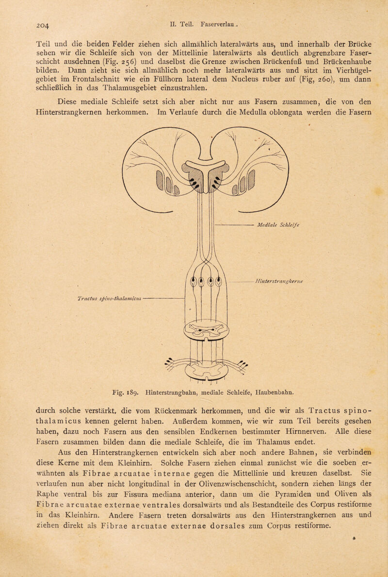 Teil und die beiden Felder ziehen sich allmählich lateralwärts aus, und innerhalb der Brücke sehen wir die Schleife sich von der Mittellinie lateralwärts als deutlich abgrenzbare Faser¬ schicht ausdehnen (Fig. 256) und daselbst die Grenze zwischen Brückenfuß und Brückenhaube bilden. Dann zieht sie sich allmählich noch mehr lateralwärts aus und sitzt im Vierhügel¬ gebiet im Frontalschnitt wie ein Füllhorn lateral dem Nucleus ruber auf (Fig, 260), um dann schließlich in das Thalamusgebiet einzustrahlen. Diese mediale Schleife setzt sich aber nicht nur aus Fasern zusammen, die von den Hinterstrangkernen herkommen. Im Verlaufe durch die Medulla oblongata werden die Fasern durch solche verstärkt, die vom Rückenmark herkommen, und die wir als Tractus spino- thalamicus kennen gelernt haben. Außerdem kommen, wie wir zum Teil bereits gesehen haben, dazu noch Fasern aus den sensiblen Endkernen bestimmter Hirnnerven. Alle diese Fasern zusammen bilden dann die mediale Schleife, die im Thalamus endet. Aus den Hinterstrangkernen entwickeln sich aber noch andere Bahnen, sie verbinden diese Kerne mit dem Kleinhirn. Solche Fasern ziehen einmal zunächst wie die soeben er¬ wähnten als Fibrae arcuatae internae gegen die Mittellinie und kreuzen daselbst. Sie verlaufen nun aber nicht longitudinal in der Olivenzwischenschicht, sondern ziehen längs der Raphe ventral bis zur Fissura mediana anterior, dann um die Pyramiden und Oliven als Fibrae arcuatae externae ventrales dorsalwärts und als Bestandteile des Corpus restiforme in das Kleinhirn. Andere Fasern treten dorsalwärts aus den Hinterstrangkernen aus und ziehen direkt als Fibrae arcuatae externae dorsales zum Corpus restiforme.