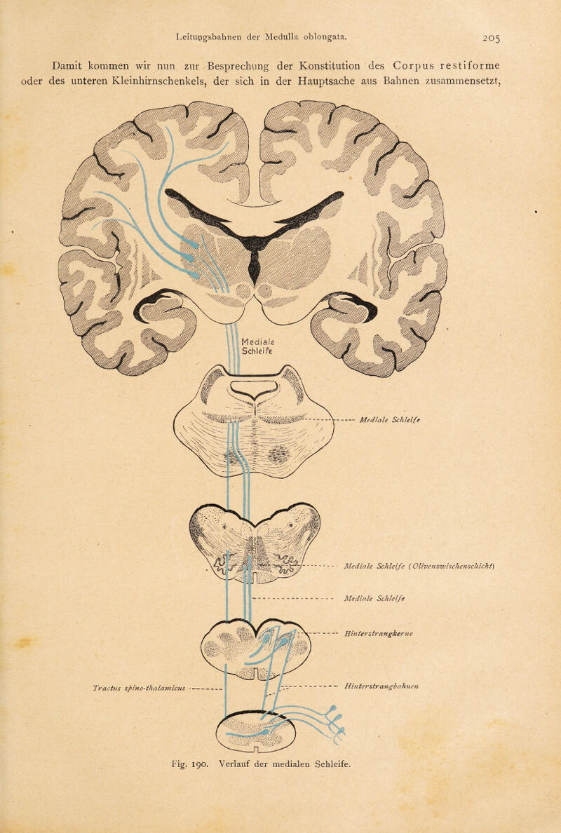 Damit kommen wir nun zur Besprechung oder des unteren Kleinhirnschenkels, der sich in der Konstitution des Corpus restiforme der Hauptsache aus Bahnen zusammensetzt, Tractus sfiino-thalamicus Mediale Schleife (Olivenzivischenschichi) Mediale Schleife Hinterstrangkerne Hinterstrangbahnen Fig. 190. Verlauf der medialen Schleife.