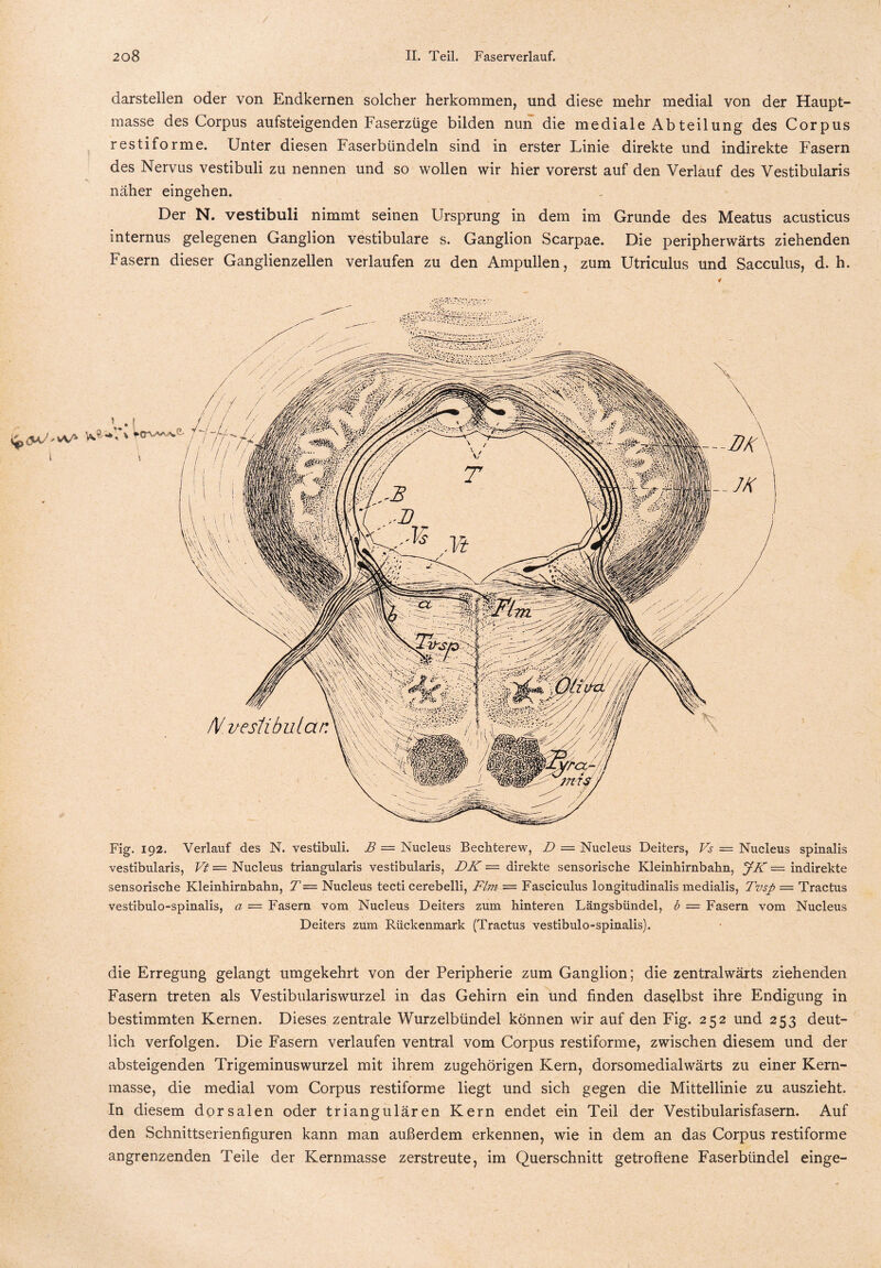 darstellen oder von Endkernen solcher herkommen, und diese mehr medial von der Haupt¬ masse des Corpus aufsteigenden Faserzüge bilden nun die mediale Abteilung des Corpus restiforme. Unter diesen Faserbündeln sind in erster Linie direkte und indirekte Fasern des Nervus vestibuli zu nennen und so wollen wir hier vorerst auf den Verlauf des Vestibularis näher eingehen. Der N. vestibuli nimmt seinen Ursprung in dem im Grunde des Meatus acusticus internus gelegenen Ganglion vestibuläre s. Ganglion Scarpae. Die peripherwärts ziehenden Fasern dieser Ganglienzellen verlaufen zu den Ampullen, zum Utriculus und Sacculus, d. h. Fig. 192. Verlauf des N. vestibuli. B — Nucleus Bechterew, D = Nucleus Deiters, Vs = Nucleus spinalis vestibularis, Vt — Nucleus triangularis vestibularis, DK = direkte sensorische Kleinhirnbahn, JK = indirekte sensorische Kleinhirnbahn, T = Nucleus tecti cerebelli, Flm — Fasciculus longitudinalis medialis, Tvsp = Tractus vestibulo-spinalis, a = Fasern vom Nucleus Deiters zum hinteren Längsbündel, b = Fasern vom Nucleus Deiters zum Rückenmark (Tractus vestibulo-spinalis). die Erregung gelangt umgekehrt von der Peripherie zum Ganglion; die zentralwärts ziehenden Fasern treten als Vestibulariswurzel in das Gehirn ein und finden daselbst ihre Endigung in bestimmten Kernen. Dieses zentrale Wurzelbündel können wir auf den Fig. 252 und 253 deut¬ lich verfolgen. Die Fasern verlaufen ventral vom Corpus restiforme, zwischen diesem und der absteigenden Trigeminuswurzel mit ihrem zugehörigen Kern, dorsomedialwärts zu einer Kern¬ masse, die medial vom Corpus restiforme liegt und sich gegen die Mittellinie zu auszieht. In diesem dorsalen oder triangulären Kern endet ein Teil der Vestibularisfasern. Auf den Schnittserienfiguren kann man außerdem erkennen, wie in dem an das Corpus restiforme angrenzenden Teile der Kernmasse zerstreute, im Querschnitt getroffene Faserbündel einge-