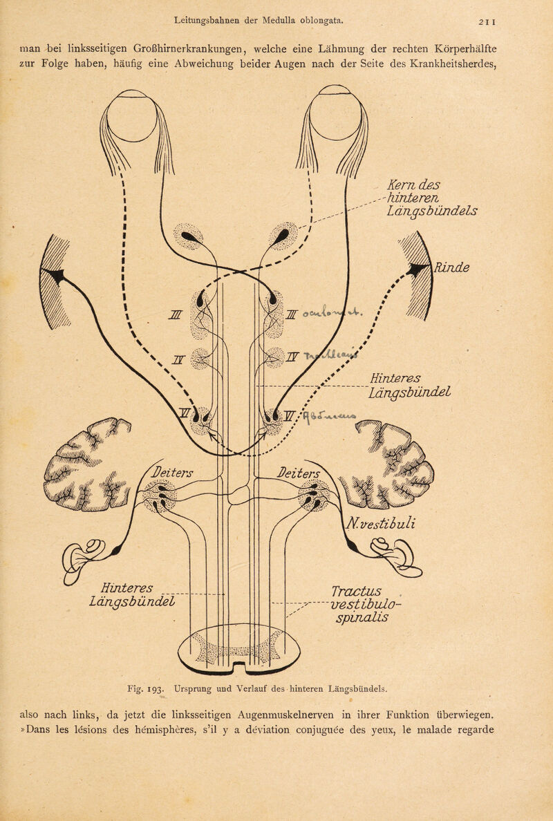 man bei linksseitigen Großhirnerkrankungen, welche eine Lähmung der rechten Körperhälfte zur Folge haben, häufig eine Abweichung beider Augen nach der Seite des Krankheitsherdes, ^ Kern des hinteren Längsbündels Rinde Hinteres Längsbündel Tr actus irestibulo- spinalis Fig. 193. Ursprung und Verlauf des hinteren Längsbündels. also nach links, da jetzt die linksseitigen Augenmuskelnerven in ihrer Funktion über wiegen. »Dans les lesions des hemispheres, s’il y a deviation conjuguöe des yeux, le malade regarde