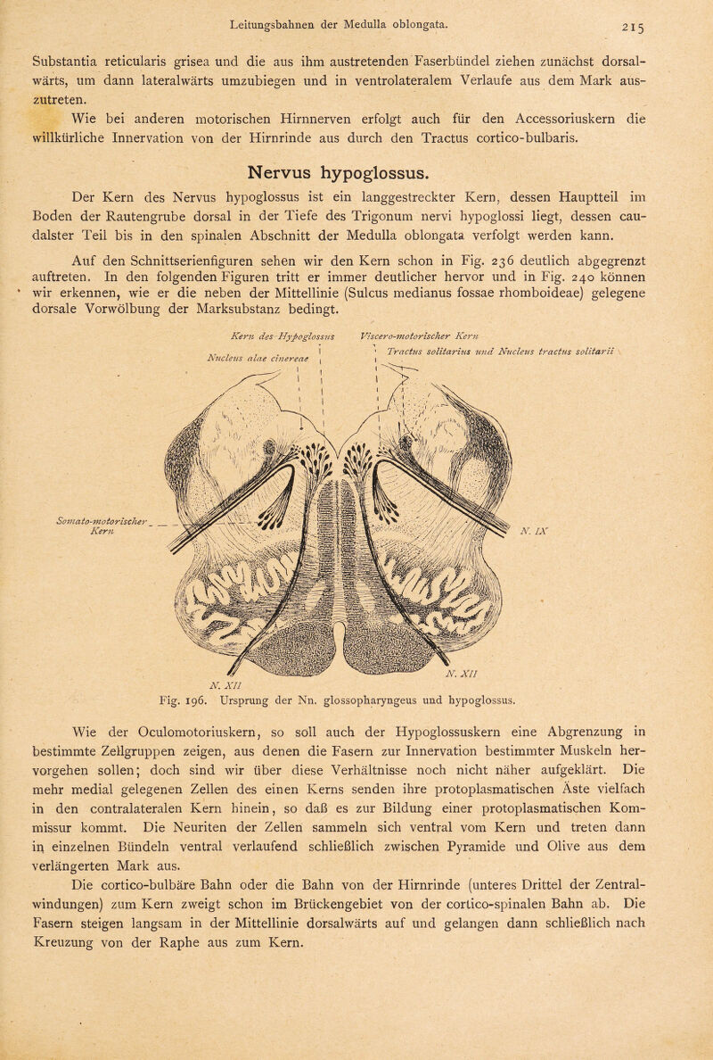 Substantia reticularis grisea und die aus ihm austretenden Faserbündel ziehen zunächst dorsal- wärts, um dann lateralwärts umzubiegen und in ventrolateralem Verlaufe aus dem Mark aus¬ zutreten. Wie bei anderen motorischen Hirnnerven erfolgt auch für den Accessoriuskern die willkürliche Innervation von der Hirnrinde aus durch den Tractus cortico-bulbaris. Nervus hypoglossus. Der Kern des Nervus hypoglossus ist ein langgestreckter Kern, dessen Hauptteil im Boden der Rautengrube dorsal in der Tiefe des Trigonum nervi hypoglossi liegt, dessen cau- dalster Teil bis in den spinalen Abschnitt der Medulla oblongata verfolgt werden kann. Auf den Schnittserienfiguren sehen wir den Kern schon in Fig. 236 deutlich abgegrenzt auftreten. In den folgenden Figuren tritt er immer deutlicher hervor und in Fig. 240 können wir erkennen, wie er die neben der Mittellinie (Sulcus medianus fossae rhomboideae) gelegene dorsale Vorwölbung der Marksubstanz bedingt. Kern des Hypoglossus Viscero-motorischer Kern 1 Tractus solitarius und Nucleus tractus solitarii Nucleus alae cznereae Somato-motorischer Kern N. IX XII N. XII Fig. 196. Ursprung der Nn. glossopkaryngeus und hypoglossus. Wie der Oculomotoriuskern, so soll auch der Hypoglossuskern eine Abgrenzung in bestimmte Zellgruppen zeigen, aus denen die Fasern zur Innervation bestimmter Muskeln her¬ vorgehen sollen; doch sind wir über diese Verhältnisse noch nicht näher aufgeklärt. Die mehr medial gelegenen Zellen des einen Kerns senden ihre protoplasmatischen Äste vielfach in den contralateralen Kern hinein, so daß es zur Bildung einer protoplasmatischen Kom¬ missur kommt. Die Neuriten der Zellen sammeln sich ventral vom Kern und treten dann in einzelnen Bündeln ventral verlaufend schließlich zwischen Pyramide und Olive aus dem verlängerten Mark aus. Die cortico-bulbäre Bahn oder die Bahn von der Hirnrinde (unteres Drittel der Zentral¬ windungen) zum Kern zweigt schon im Brückengebiet von der cortico-spinalen Bahn ab. Die Fasern steigen langsam in der Mittellinie dorsalwärts auf und gelangen dann schließlich nach Kreuzung von der Raphe aus zum Kern.