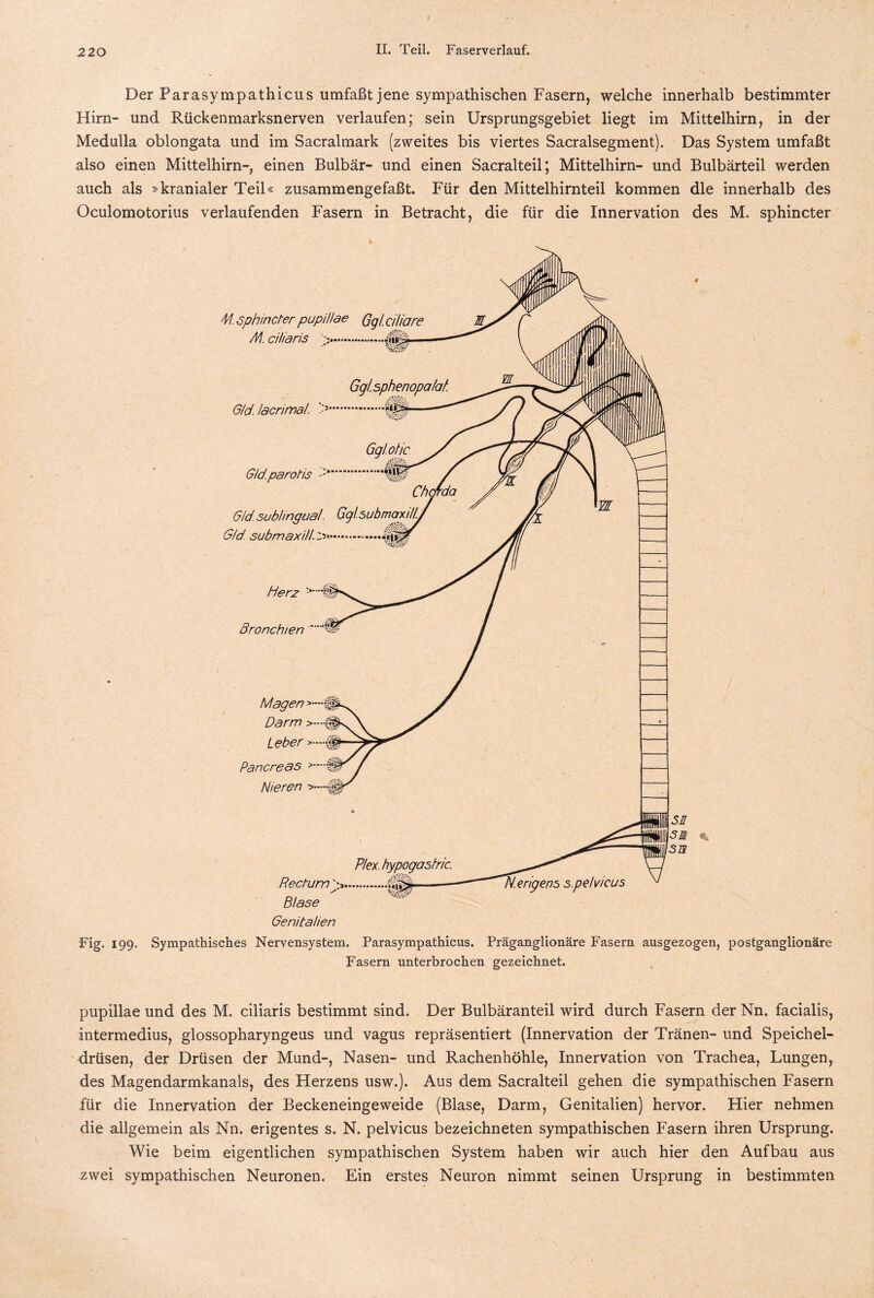 Der Parasympathicus umfaßt jene sympathischen Fasern, welche innerhalb bestimmter Hirn- und Rückenmarksnerven verlaufen; sein Ursprungsgebiet liegt im Mittelhirn, in der Medulla oblongata und im Sacralmark (zweites bis viertes Sacralsegment). Das System umfaßt also einen Mittelhirn-, einen Bulbär- und einen Sacralteil; Mittelhirn- und Bulbärteil werden auch als »kranialer Teil« zusammengefaßt. Für den Mittelhirnteil kommen die innerhalb des Oculomotorius verlaufenden Fasern in Betracht, die für die Innervation des M. sphincter Fig. 199. Sympathisches Nervensystem. Parasympathicus. Präganglionäre Fasern ausgezogen, postganglionäre Fasern unterbrochen gezeichnet. pupillae und des M. ciliaris bestimmt sind. Der Bulbäranteil wird durch Fasern der Nn. facialis, intermedius, glossopharyngeus und vagus repräsentiert (Innervation der Tränen- und Speichel¬ drüsen, der Drüsen der Mund-, Nasen- und Rachenhöhle, Innervation von Trachea, Lungen, des Magendarmkanals, des Herzens usw.). Aus dem Sacralteil gehen die sympathischen Fasern für die Innervation der Beckeneingeweide (Blase, Darm, Genitalien) hervor. Hier nehmen die allgemein als Nn. erigentes s. N. pelvicus bezeichneten sympathischen Fasern ihren Ursprung. Wie beim eigentlichen sympathischen System haben wir auch hier den Aufbau aus zwei sympathischen Neuronen. Ein erstes Neuron nimmt seinen Ursprung in bestimmten