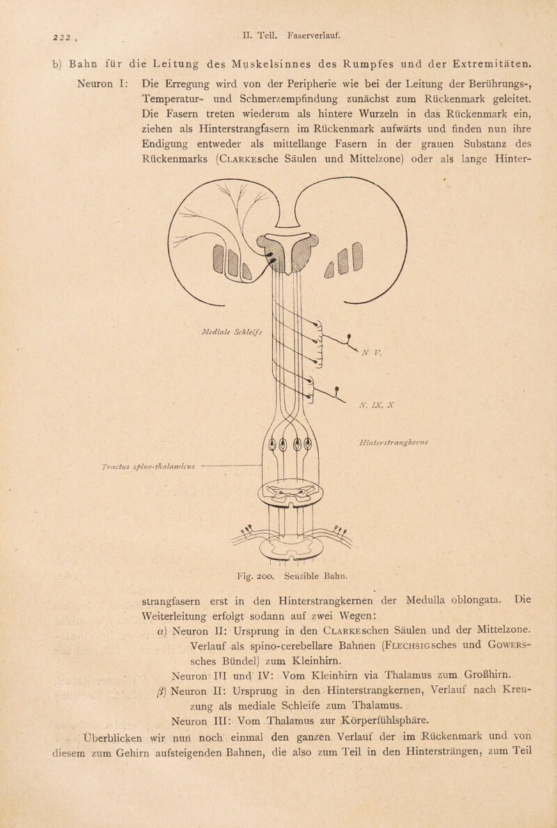 b) Bahn für die Leitung des Muskelsinnes des Rumpfes und der Extremitäten. Neuron I: Die Erregung wird von der Peripherie wie bei der Leitung der Beriihrungs-, Temperatur- und Schmerzempfindung zunächst zum Rückenmark geleitet. Die Fasern treten wiederum als hintere Wurzeln in das Rückenmark ein, ziehen als Hinterstrangfasern im Rückenmark aufwärts und finden nun ihre Endigung entweder als mittellange Fasern in der grauen Substanz des Rückenmarks (Clarkesehe Säulen und Mittelzone) oder als lange Hinter¬ strangfasern erst in den Hinterstrangkernen der Medulla oblongata. Die Weiterleitung erfolgt sodann auf zwei Wegen: ct) Neuron II: Ursprung in den Clarke sehen Säulen und der Mittelzone. Verlauf als spino-cerebellare Bahnen (Flechsig sches und Gowers- sches Bündel) zum Kleinhirn. Neuron III und IV: Vom Kleinhirn via Thalamus zum Großhirn. ß) Neuron II: Ursprung in den Hinterstrangkernen, Verlauf nach Kreu¬ zung als mediale Schleife zum Thalamus. Neuron III: Vom Thalamus zur Körperfühlsphäre. Überblicken wir nun noch einmal den ganzen Verlauf der im Rückenmark und von diesem zum Gehirn aufsteigenden Bahnen, die also zum Teil in den Hintersträngen, zum Teil
