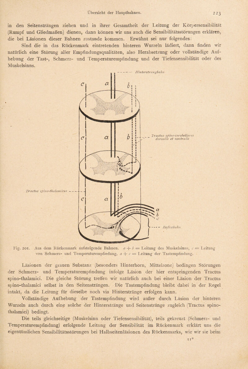 in den Seitensträngen ziehen und in ihrer Gesamtheit der Leitung der Körpersensibilität (Rumpf und Gliedmaßen) dienen, dann können wir uns auch die Sensibilitätsstörungen erklären, die bei Läsionen dieser Bahnen zustande kommen. Erwähnt sei nur folgendes: Sind die in das Rückenmark eintretenden hinteren Wurzeln lädiert, dann finden wir natürlich eine Störung aller Empfindungsqualitäten, also Herabsetzung oder vollständige Auf¬ hebung der Tast-, Schmerz- und Temperaturempfindung und der Tiefensensibilität oder des Muskelsinns. - Hin terstra n gb ahn Tr actus sßino-tha lamicns- Tr acht s sßino-cerebellares dorsalis et ventralis - - - - Reflexbahn Fig. 201. Aus dem Rückenmark aufsteigende Bahnen, a -f- b — Leitung des Muskelsinns, c von Schmerz- und Temperaturempfindung, a fl- c — Leitung der Tastempfindung. Leitung Läsionen der grauen Substanz (besonders Hinterhorn, Mittelzone) bedingen Störungen der Schmerz- und Temperaturempfindung infolge Läsion der hier entspringenden Tractus spino-thalamici. Die gleiche Störung treffen wir natürlich auch bei einer Läsion der Tractus spino-thalamici selbst in den Seitensträngen. Die Tastempfindung bleibt dabei in der Regel intakt, da die Leitung für dieselbe noch via Hinterstränge erfolgen kann. Vollständige Aufhebung der Tastempfindung wird außer durch Läsion der hinteren Wurzeln auch durch eine solche der Hinterstränge und Seitenstränge zugleich (Tractus spino- thalamici) bedingt. Die teils gleichseitige (Muskelsinn oder Tiefensensibilität), teils gekreuzt (Schmerz- und Temperaturempfindung) erfolgende Leitung der Sensibilität im Rückenmark erklärt uns die eigentümlichen Sensibilitätsstörungen bei Halbseitenläsionen des Rückenmarks, wie wir sie beim