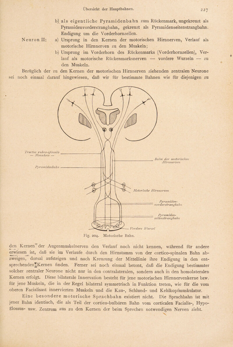 b) als eigentliche Pyramidenbahn zum Rückenmark, ungekreuzt als Pyramiden vorderstrangbahn, gekreuzt als Pyramidenseitenstrangbahn. Endigung um die Vorderhornzellen. Neuron II: a) Ursprung in den Kernen der motorischen Hirnnerven, Verlauf als motorische Hirnnerven zu den Muskeln; b) Ursprung im Vorderhorn des Rückenmarks (Vorderhornzellen), Ver¬ lauf als motorische Rückenmarksnerven — vordere Wurzeln — zu den Muskeln. Bezüglich der zu den Kernen der motorischen Hirnnerven ziehenden zentralen Neurone sei noch einmal darauf hingewiesen, daß wir für bestimmte Bahnen wie für diejenigen zu den Kernen der Augenmuskelnerven den Verlauf noch nicht kennen, während für andere erwiesen ist, daß sie im Verlaufe durch den Hirnstamm von der cortico-spinalen Bahn ab- «■2CZ2jp7*- _ jUT zweigen, dorsal aufsteigen und nach Kreuzung der Mittellinie ihre Endigung in den ent¬ sprechenden jKernen finden. Ferner sei noch einmal betont, daß die Endigung bestimmter solcher zentraler Neurone nicht nur in den contralateralen, sondern auch in den homolateralen Kernen erfolgt. Diese bilaterale Innervation besteht für jene motorischen Hirnnervenkerne bzw. für jene Muskeln, die in der Regel bilateral symmetrisch in Funktion treten, wie für die vom oberen Facialisast innervierten Muskeln und die Kau-, Schlund- und Kehlkopfmuskulatur. Eine besondere motorische Sprachbahn existiert nicht. Die Sprachbahn ist mit jener Bahn identisch, die als Teil der cortico-bulbären Bahn vom corticalen Facialis-, Hypo- glossus- usw. Zentrum aus zu den Kernen der beim Sprechen notwendigen Nerven zieht.