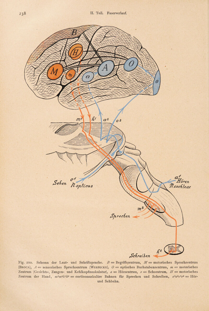 Fig. 210. Schema der Laut- und Schriftsprache. B — Begriffszentrum, M— motorisches Sprachzentrum (Broca), A = sensorisches Sprachzentrum (Wernicke), O = optisches Buchstabenzentrum, m — motorisches Zentrum (Gesichts-, Zungen- und Kehlkopfmuskulatur), a — Hörzentrum, 0 = Sehzentrum, H = motorisches Zentrum der Hand, = corticomuskuläre Bahnen für Sprechen und Schreiben, aläzo'lo'1 = Hör- und Sehbahn.