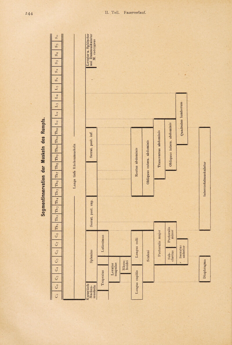 Segmentinnervation der Muskeln des Rumpfs. 244 U-) <n 10 ■J i-J N 43 w 43 cn 43 00 43 H 43 H VO 43 H m 43 H 43 H CO 43 H N 43 Eh 43 H 00 ü vo in ■>$- co Diaphragma I I Intercosfalmuskulatur