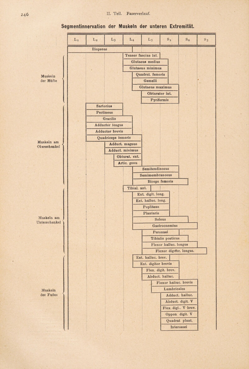 Segmentinnervation der Muskeln der unteren Extremität. Lj L 2 l3 l4 l5 Si s2 S3 Iliopsoas * * Muskeln der Hüfte Muskeln am Oberschenkel Tensor fasciae lat. Glutaeus medius Glutaeus roinimus Quadrat, femoris Gemelli Glutaeus maximus Obturator Int. Pyriformis Muskeln am Unterschenkel Muskeln des Fußes Sartorius Pectineus Gracilis Adductor longus Adductor brevis Quadriceps lemoris Adduct. magnus Adduet. minimus Obturat. ext. Artic. genu Semitendinosus Semimembran osus Biceps femoris | Tibial. ant. Ext digit. long. Ext halluc. iong. Popliteus Plantaris Soleus Gastrocnemius Peronaei Tibialis posticus Flexor halluc. longus Flexor digit'or. longus. Ext. halluc. brev. Ext. digitor brevis Flex. digit brev. Abduct halluc. Flexor halluc. brevis Lumbricales Adduct. halluc. Abduct. digit. V Flex. digii. V brev. Oppon digit V Quadrat plant. Interossei