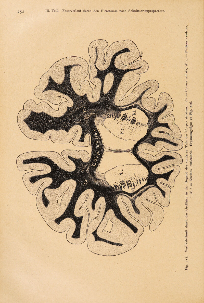 Fig. 217. Vertikalschnitt durch das Großhirn in der Gegend des vorderen Teils des Corpus striatum. Cr — Corona radiata, N. c. = Nucleus caudatus, N. I. — Nucleus lenticularis. Ergänzungsfigur zu Fig. 216.
