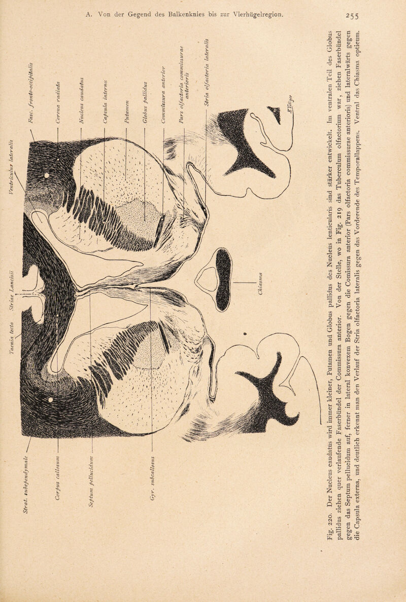 Taenia tecta Striae Lancisii Ventricidus lateralis a A fH • ?—4 A £ 2 ’u b/3 *43 -SH U * s 13 2 0) _c Td fl 'fl A4 B A A A ö Sh ~fl .2 § 4H a Ch *C A Xi *35 x S s/2 fl *-3 - ö Pu ^ ö in fl «j o fl 5? t/a fl fl o is fl fl O Td fl X ~ fl in fl fl fl, X o > m •V Sh o *C fl 4-i 3 A . fl g fcß t/i b/5 -8 w a t/j !■§ 13 o fl- > in fl -O O Sh o O fl w -M fl ci X ö fl o £ U fl ® rH »“i 'S fl r *»H fl Sh fl o b/> -£ fl 2 tuo 9—t fl o fl A tuo .2 O ^ W fl fl fl fl t/i Sui fl fl -fl fl 3 £ Ph O u Sh fl Sh 3 .2 *C ^ Sh fl X fl Sh fl a X Sh fl X Ö :fl •s fl in fl a fl X fl > fl o T- fl H > t fl fl fl X X C3 M ö H. «5 Sh fl Ö Sh ,fl Uh fl X fl ci ,fl -S-> fl Ö fl flsä Sh . H A Uh a ^ ci o X fl ci ü in fl fl p—I fl fl Uh fl oä rH Sh fl > Sh fl fl Cd fl X • rH fl fl ?• '< r—i fl Ph fl X X ö fl ci § e <u tu fl rfl fl Q 2 1/3 01 £3 o* *-o • rH * s—i bX) f-H •rH C3 P4 Pu 3 4-> in1 fl fl cn in d X ci r-H fl m O, Ci V ö fl »rH bo X