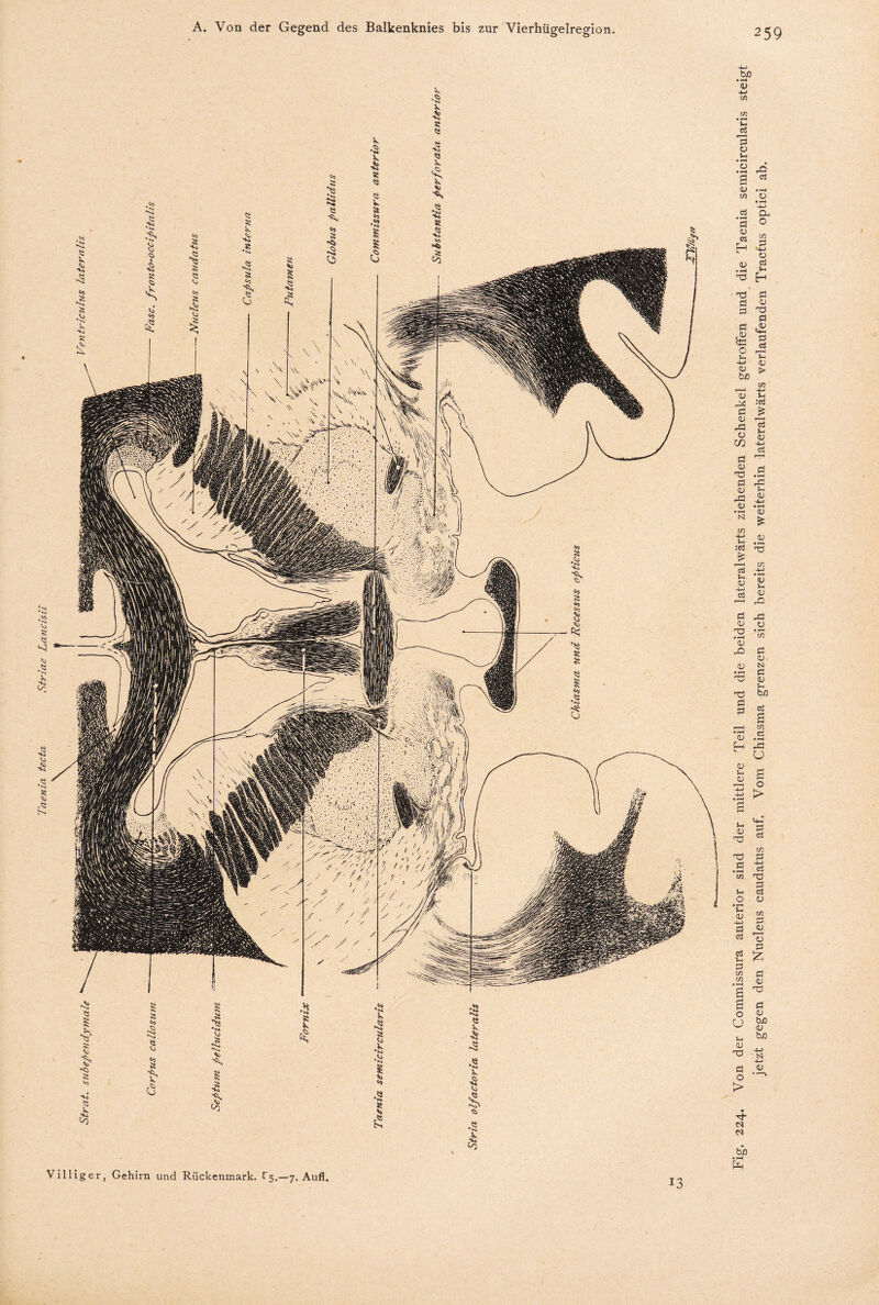 224« Von der Commissura anterior sind der mittlere Teil und die beiden lateralwärts ziehenden Schenkel getroffen und die Taenia semicircularis steigt jetzt gegen den Nueleus caudatus auf. Vom Chiasma grenzen sich bereits die weiterhin lateralwärts verlaufenden Tractus optici ab.