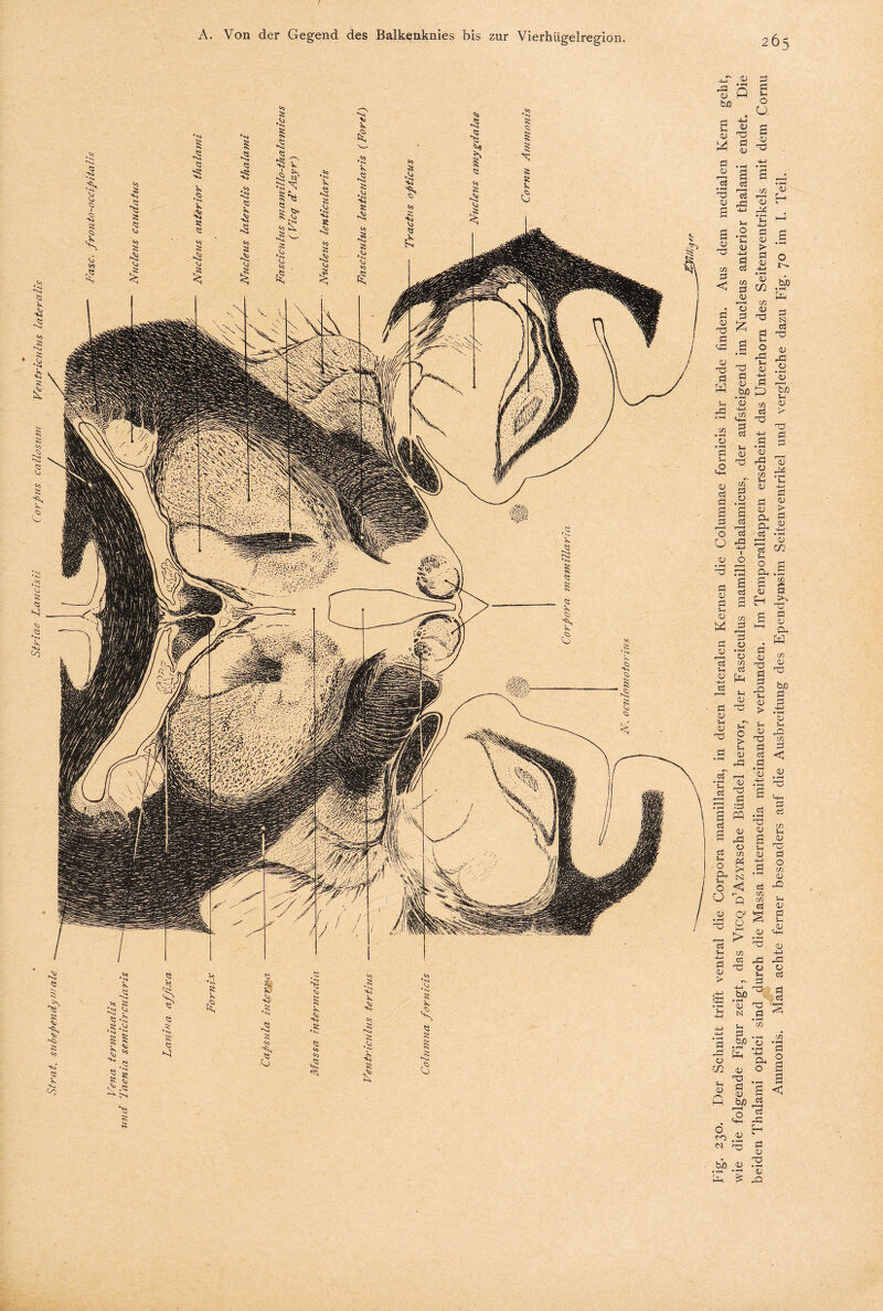 r A. Von der Gegend des Balkenknies bis zur Vierhiigelregion. £ & § £ 'Vi Vi I !■ *0 ’Vi <o A> •Vi V> Ni