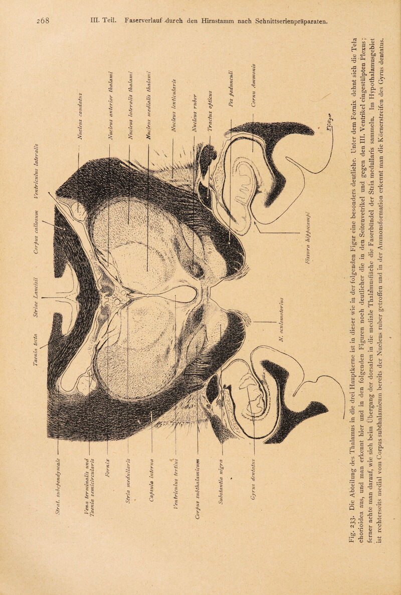 <5 i •s ^ -5 8 V 8 t* O) ^ is2 ^ S.k r* ^•4 * ~ g 'Vi 5Ö 3 k •'S* k ■s ^0 k •& N» .Q I>4 f-o So *V4 <0 4 Fi g. 233- Abteilung des 1 halamus in die drei Hauptkerne ist in dieser wie in der folgenden Figur eine besonders deutliche. Unter dem Fornix dehnt sich die Tela chorioidea aus, und man erkennt hier und in den folgenden Figuren noch deutlicher die in den Seitenvetrikel und gegen den III. Ventrikel eingestülpten Plexus; ferner achte man darauf, wie sich beim Übergang der dorsalen in die mediale Thalamusfläche die Faserbündel der Stria medullaris sammeln. Im Hypothalamusgebiet ist rechterseits medial vom Corpus subthalamicum bereits der Nucleus ruber getroffen und in der Ammonsformation erkennt man die Körnerstreifen des Gyrus dentatus.