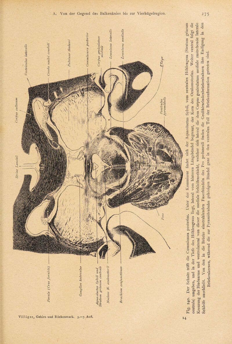 Fig. 240. Der Schnitt trifft die Commissura posterior. Unter der Kommissur findet sich der Aquaeductus Sylvii, vom zentralen Höhlengrau (Stratum griseum centrale) umgeben, und in der Tiefe des Höhlengraus Hegt, lateral vom hinteren Längsbündel begrenzt, der Kern des Oculomotorius. Weiter ventral folgt die Kreuzung der Bindearme und ventrolateral von dieser die mediale Schleifenschicht, welcher sich lateral die dem Corpus geniculatum mediale zustrebende laterale Schleife anschließt. Von den in die Brücke einstrahlenden Faserbündeln des Pes pedunculi finden die Großhirnrindenbrückenbahnen ihre Endigung in den Brückenkernen, während die zur Pyramidenbahn gehörigen Bündel ganz in den ventralen Teil der Brückenformation getreten sind.