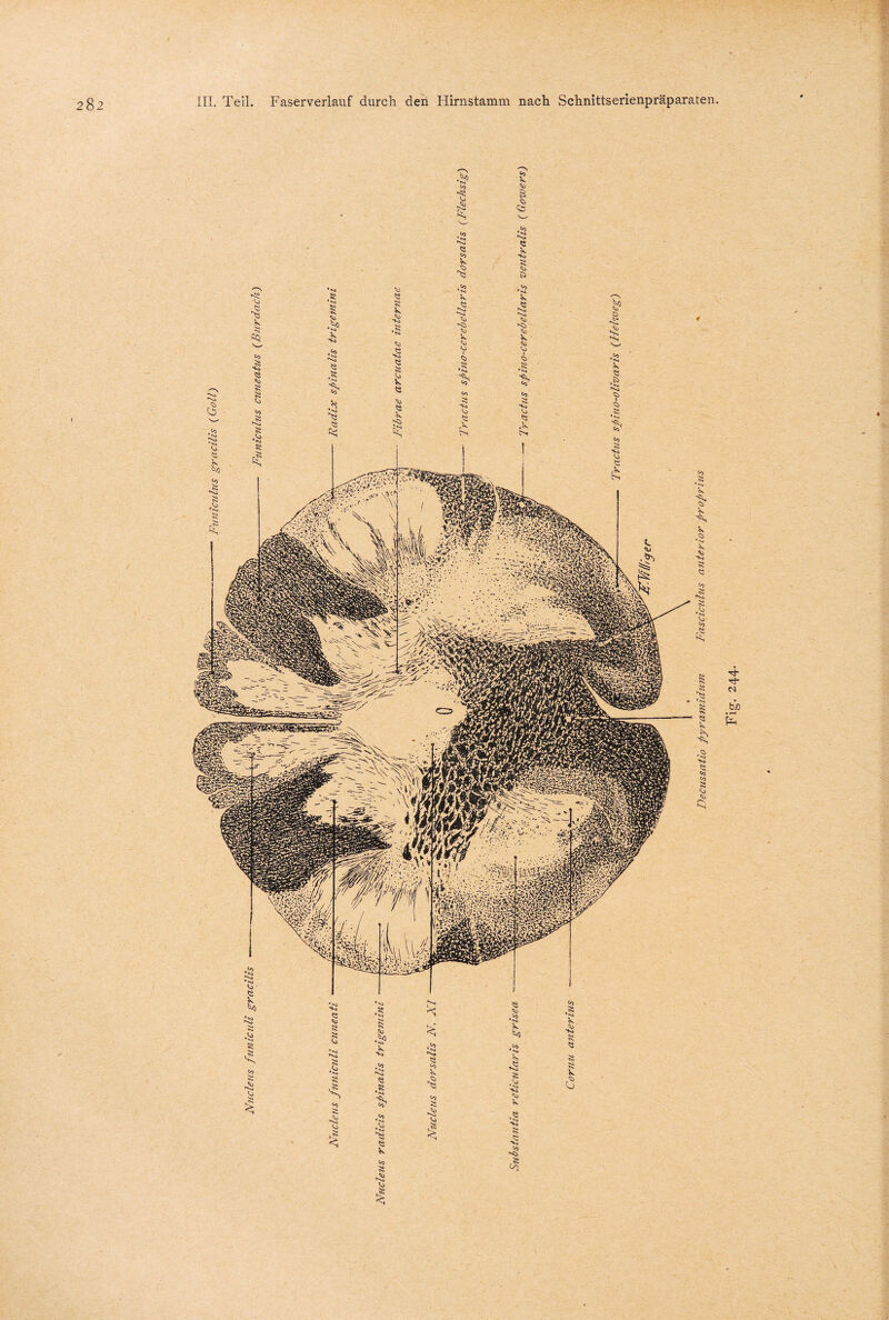 Fitnfcnlus gracilis (Goll) Dectissniio pyramidum Fasciculus anterior propri-us