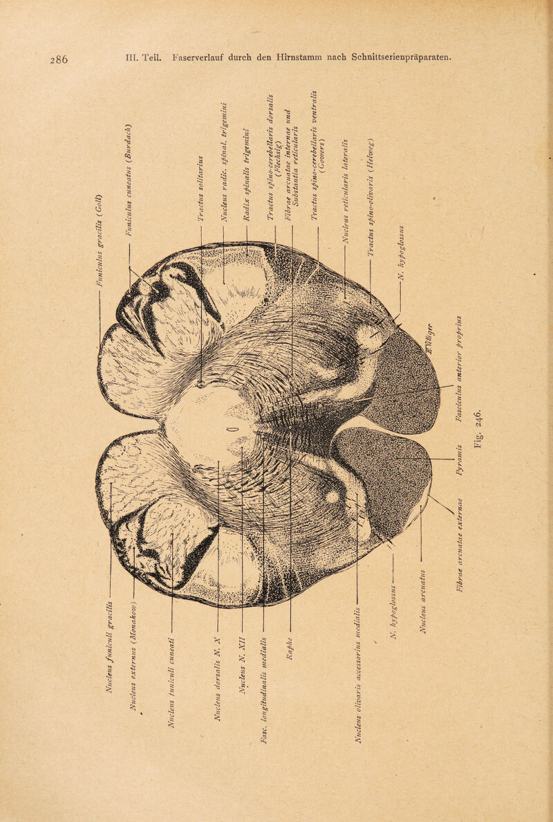 Fibrae arcnatae externcie Pyramis Fascicuhis anterior ftroprius