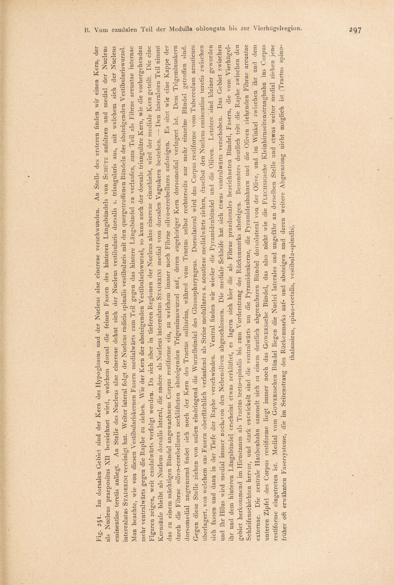 m m _r fl fl 93 0 N 5h 0 _ -ö qj „ P3 u fl d d * £ £ 0 p d 0 Sh 0 Ti Sh d £ t/5 • rH u fl fl • f-H 0 p rd ca o 0 ca d 1h 0 <u ca 4-1 ca d 0 Ti <u s in £ ö 8 B 9 ^ P ^ 2? qj <3 0 ca Sh P > 0 P d P d o d 0 N d 0 p 42 d V} Ui CD • i—i fl r~r | cd ^ g .£p » x « d j_j W d P Oh ä 2 H 0 d 0 Ti d 0 P qj bß 5-i 0 rd u O > qj • r—I p 0 • i—-i £ CD fl 4P d 5h 0 ö U TO 9 fl CJ d 0 1 rH CD Sh 9 T3 CD rfl d • r-H in fl CD • rH rfl CD T0 5h CD rH • rH d 0 Oh t/3 fl <H fl 4-> t/3 r—; in • rH o £ qj 4-J 0 txo qj P CD H d 0 4-> C/3 —I fl rH CD 4-» fl fl P 0 d • r—I 0 0 • d ,qj 9 tc qj bß qj bß o ca s d N t/5 • r—I 4-> <u Sh 0 9 0 P P d gl o M I I <L> 5h fl H qj tsi c/3 c/3 t/3 p r—t O P 0 0 .9 d ‘-4-> •dr_.fi PQ ^ 8 S .9 p B 0 bß 5h qj .9 'S 39 d qj rd o t/5 • rH £ tS) 4-J qj • i—i rd 0 Ü IS 0 bß P rd 5h, 0 • rH > 9 o > 1) d 0 rd o t/5 • rH § rd 0 P 9^ d 0 ca 4-> oi fl cd rH ca qj ca d d Ti d » »H m 0 ;ca in qj Ti CS3 E-i =0> ■ffi qj u =3 02 qj 8 1/1 T| d ca d Ti w p •rH Ti ca B co d < d o > t/5 rS • Ti d ö qj -d 'S ^ d £ P ü t/5 5h qj > bß d ca t/5 D3 d qj d 5d O d CSJ d' C+H d ca rH qj > d cd bß Ti a 5h •Ü ^ tu rd qj h-> t/5 qj rd qj Pa t/5 5h o Ti d d rd 5h 1/ qj m Cu m in bß d d :ca p -s d ^ t/5 qj dl - bßP d :d cd rd t/5 d bß t/5 qj —» J o qj rH qj H-> d rd 0) ca qj • i—i 5h rt qu  d w -c « ca > i—H d rd t/5 » r— t/5 ü P s p Ti rd cu d ca d d ca rd O t/5 9 _T qj S) 5h d % t/5 rd o t/5 d 5h «t* h- cu q^ r bß ca qu bß Ö P rH bß •rH > CU 4-J r-H PP Cu r—' • i—i - m Q 9 o d 9 o Ti qu d ca oj :ca p in q; 4—5 d <u 5h qj d • iH ü a; Cu T5 V o m rH O Ti 9 o > r—H oi • H TlJ 05 qj rd 05 rH cu o I o d rH 05 P 05 S1 d • rH 05 rd 05 in 4-* • H 05 t/5 5h 05 4-5 rd o 05 5h 05 9 5h P • rH 4-> t/5 05 tS3 05 in Tj 05 0 1—1 H T-< ü d 0 Ti d 0 > • rH r-H o Oh 4-5 Sh t/5 0 O rd Ui u - ^ in Cu hü HÜ u • rH £ « P d V Q d rS' 0 • rH C4 d 0 > • H r-H o 0 • H Ti d d 5h 0 in 0 ca P o P P o t/5 93 5h t0 0 fl >> :fl tn P S5 • H Ti rd 0 0 t/5 ci Ti d d d r-H 0 0 0 in O bß rd ca 5h 0 rd 0 • rH N Ti d P d 0 :ca Pa Xj d 0 > in ca S: 4—5 0 rd 0 d 0 d ^ 0 4-5 0 d rd CJ 0 ts) 0 0 CQ rd ^ r/> Ti H . 0 d Ti d d o d m 0 t/5 0 ca t/5 d rd ca rd d 0 £ S <D c3 rH rd • >H P rd o o d t/5 ca 0 ca Pa Ti . . o * I ca 5h 0 Ti Sh :0 rd 0 bß d Nl d 0 rH 0 Ti o -9 :9 P m -- rH - p in Ti 0 ca 0 > t/5 d 0 bß 0 bß ’rH t/j in sh ca d d 0 ö P P ^ *P r j-j - ^ 'S 0 O P H d w 0 <! O H bß Cfl 0 0 rj t/5 d 4-5 O ca rH H 9 o > o m ’rH o r—i H ca ca • rH Ti ca rd 0 r— ,0 U-, H P S in in O Ü 5 5h 0 0 t4H 4_) Ti d 0 rd P 0 Ti r^H P o • iH cö Vh 9 d CO Ti d t/5 t/5 d P :9 ü ts m QJ > d 0 Ti d 05 0 bß <HH 5 • rH 0 4_> QJ • iH «H P 4.4 d t/5 rd d CQ ca ca 0 Pa d O «1^899 9 9 P £ P <D d • rH O d tA: o o ^ S1 s l-S o Sh Ö s p Ti B 0 Ä t/5 0 Ti d 5h 0 P 5h 0 Ti Ti d -• rH m qj ^5 P 0 bß Cu »—t Pa P rH 5_( 0 0 Ti o ca 5h d h-h P 5h ? ^ 0 « 4-5 4- p 'S S ^ tä d rd O H 0 P w ^ CO rd QJ m Cu f=H fl CD fl rH 0 rd t/5 • rH U cä Sh OD HÜ fl Sh <D P 5h 0 Ti 0 d 0 rd 0 • rH tsl N 0 rd ca rd o 0 t—H 0 9 0 rd o r-H 0 tS d ca «s d • rH 0 0 9 4h .9 'ö ca qj ■§i e is 0 ca o 0 *x3 bß t« d d Sh Cu Ü rd Oh o t/5 t/5 o 0 0 Ti 0 0 ca 5h P *P o P m w 0 Ti hh ca ca • rH Ü CD ä Ph in vD bß P 9 0j •H Ph QJ QJ 4-> t/3 rß ü t/3 1/3 <v Sh oj 9 ^ 9 - d 0 rd o :d P • t/5 0 Ti 0 • rH Ti 0 d 5h 0 rd d 0 Ti • rH 9 ca 5h t/5 d .9 9 0 'o bß ° “H u Sh Cj C/3 O t/5 0 Ti d | Ti O (D fl 9 ^ H d 0 0 Ti 0 ca ca Sh 4-4 d P d 0 in m O r-H Hfl O m Hfl O m fl 4-> CD fl d H ■U 44 H 55 d m « S m Sh CD UJ P d o S > bß ca d 0 • rH Ti t/5 t/5 Pa Ti d bß t« rO 0 ca § f ts) > m ca ca 0 5h 0 Ti d d * 0 0 ca P t/5 0 5h t/5 n d rd a,. ca 0 0 .9P 8 > ^ 0 Ti rrt Ti 5h 0 £ bß o U d 0 rd n 3 x c/> fl CD ^fl t/3 5h o ^ HÜ fl 5h h— 4—> ca t/5 0 - > d d o • rH t/3 CD CD , ? Sh • H bß ^ ^ 0 > Ht 0 d < o 9 S ^ fd 0 ^ P QT1 .. u H ^ Oh 5h f-* . ^ 02 0 t/5 P ca. - g 22 rd 0 ca d 4-5 ca 0 bß • iH | P ca t/5 d 8 ß 0 9 -I 5 fl 0 O d 9 0 .9 S 0 rd Oh P ca P % d Ti • rH fl Ti Ti d 9 CD O bjo OD 4-J fr/D ’qj t^ ^ 4P Sh :fl Pa 5h 4P d 0 t> 5h rd 0 9 fl Sh CD 4-» fl fl in O Ü CD r-H o d P in Pa 0 0 d '' 0 C4H rd 5h 0 N t/5 0 5h Ti d Sh 0 K> H 5h 0 dj P O o d rd o d 0 p *rfl Hh TD aj d rd 0 o bß d ö 0 d 'd P d P • rH O ^ d P «J o P t/3 CD Sh CD •-fl Sh CD tsl ^ fl in P ca d 0 4 rH Ti Oh i Ti 0 > 0 t/5 P 0 d iS 0 bß d 3 m ca ca t/5 i-h p-* 0 0 4-J Ti rO P d <u P H 5h d 0 ^ o/j vp qj tu 3 P P P u B 9 nfl Jfl fl d d cd • d Sh ^ 0 0 P O in -O d o iS 0 d 4-5 4-5 0 oj o a d 0 c3 13 Vn w d 0 bß d o > d 0 P 0 ca P t/5 d ca d o I o ^ 5 OD P UP CJ Sh • rH <1J m fl -4-0 CD fl CD HÜ CD p o t/5 Sh 0 0 <H 'd ö 9 3 ;d ca P 4-5 Po 22 0 P 0 c 0 t/5 Pa P 5h rH d „ P d ’5u 0 p bß P P •9 :ai ca 5h d d 0 S) 0 £ 5h P bß 0 d m ^ bß d p 3 S y d P _ in d d d rr d N P 0 “! = 0 Ti d 0 N 0 g :9 y m B g p° p p 9 0 d • rH 0 d ts) *H -r. p ca t/2 * tH P 0 • H d P o — 9 ca 22 d o > d d d 0 rH 0 4-5 d P 1/5 o t> 5h 0 rnH ^ d g d 0 0 9 2 9 o d 0 9 o t/5 0 d 0 bß .1—5 VJ./ - tn ^ ö d . <u oj co , . S’qs ■£ | Ti o 9 -g p o t/3 fl -I 5 • rH 0 0 externae. Die zentrale Haubenbahn sammelt sich zu einem deutlich abgrenzbaren Bündel dorsolateral von der Olive, und im Winkel zwischen ihr und dem unteren Zipfel des Corpus restiforme liegt immer noch das GowERSsche Bündel, das also nicht wie die FLECHSiGsche Klemhirnseitenstrangbahn ins Coipus restiforme eingetreten ist. Medial vom GowERSschen Bündel liegen die Nuclei laterales und ungefähr an derselben Stelle und etwas weiter medial ziehen jene früher oft erwähnten Fasersysteme, die im Seitenstrang des Rückenmarks auf- und absteigen und deren weitere Abgrenzung nicht möglich ist (Tractus spino- thalamicus, spino-tectalis, vestibulo-spinalis).