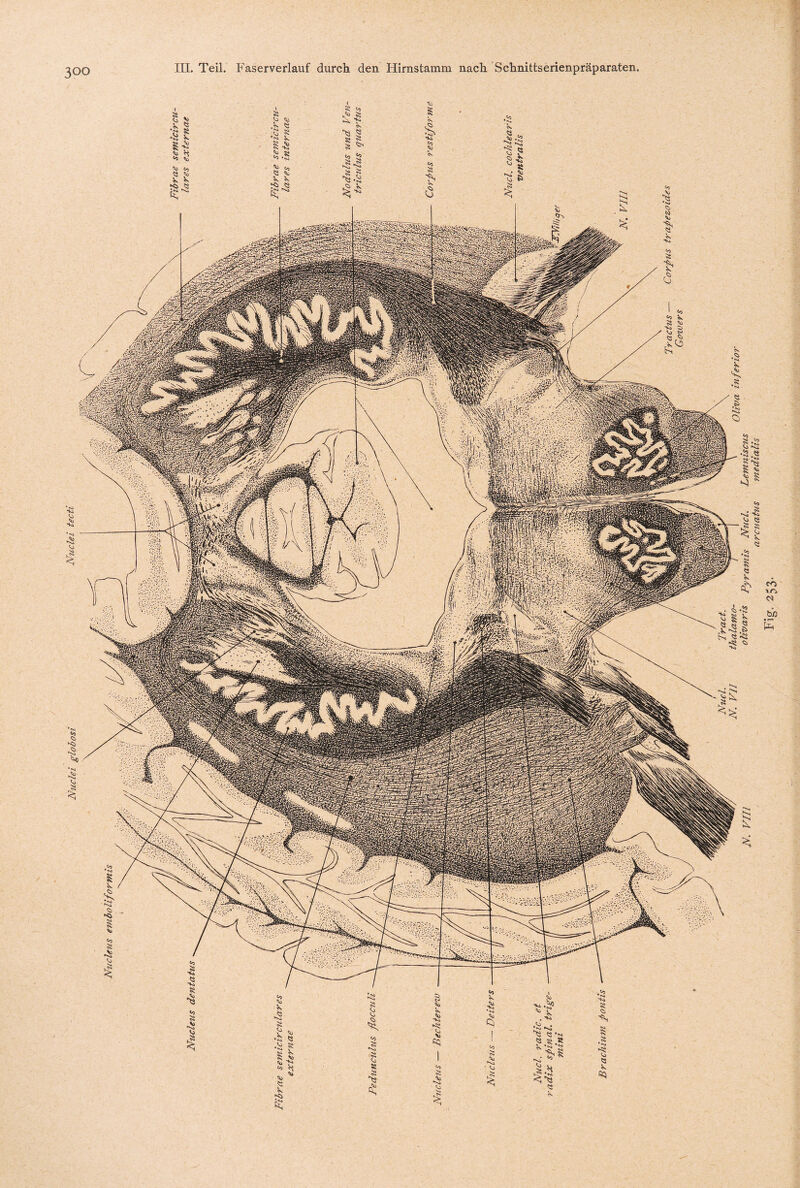 III. Teil. Faserverlauf durch den Hirnstamm nach Schnittserienpräparaten. ’s ^ tv Sa tu ja «'S -S c, V k Kl Q »Vi s; $ Co k •s s ,<o £ ^ r ^ rv. %> > &0 * * CO V I<s» Ä CO ^ § « s VS> «0 k CO Hsi \ *va .'SO tu S .Co •<s* 5 k . 'S tvä V, | 3 <S •*. k ts I « «.« CO ■S* V. \) Vsi ■ Co k ** ■^8 ^ ** S* H Ki v> « k 'S« $ ßq *u *Vi CO «o Co I Co 05 Q tu k v*. Ss « ktsk •'s. k ’S § s> -h 1 ’S. S? to Es «<j -g Co s <g Es^ Vs „CO 5 -V^ •s.« •* *V» £ ^ . _s* in “k