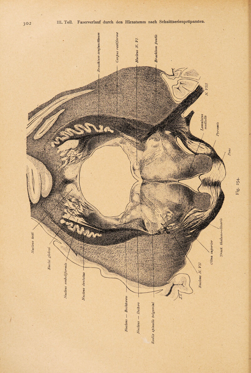 Niiclens tecti Tract. thalamo-olivaris